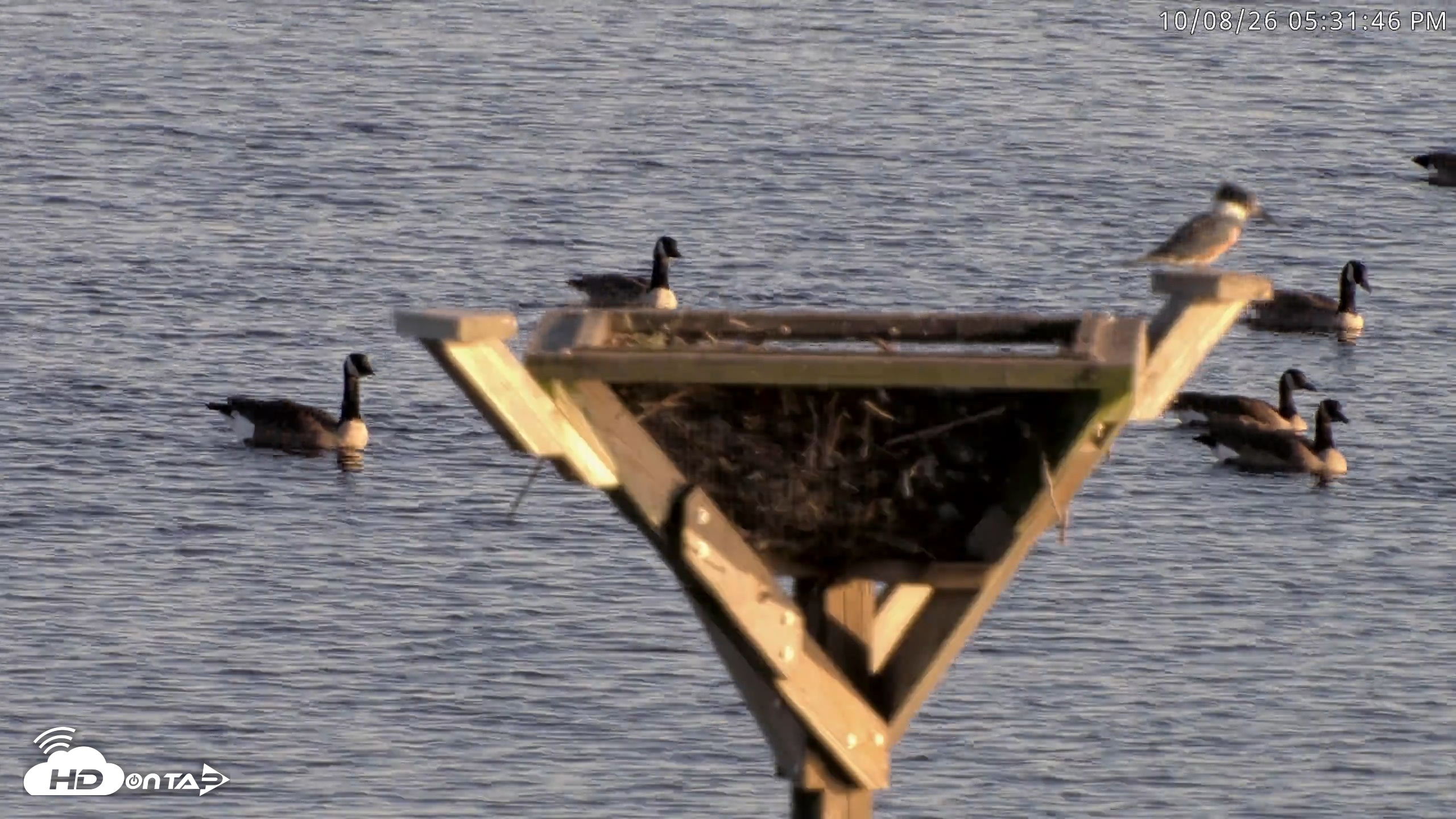 Snapshot of Blackwater Wildlife Refuge Osprey River Platform Live Cam taken Oct 8, 2026, 5:32pm EDT