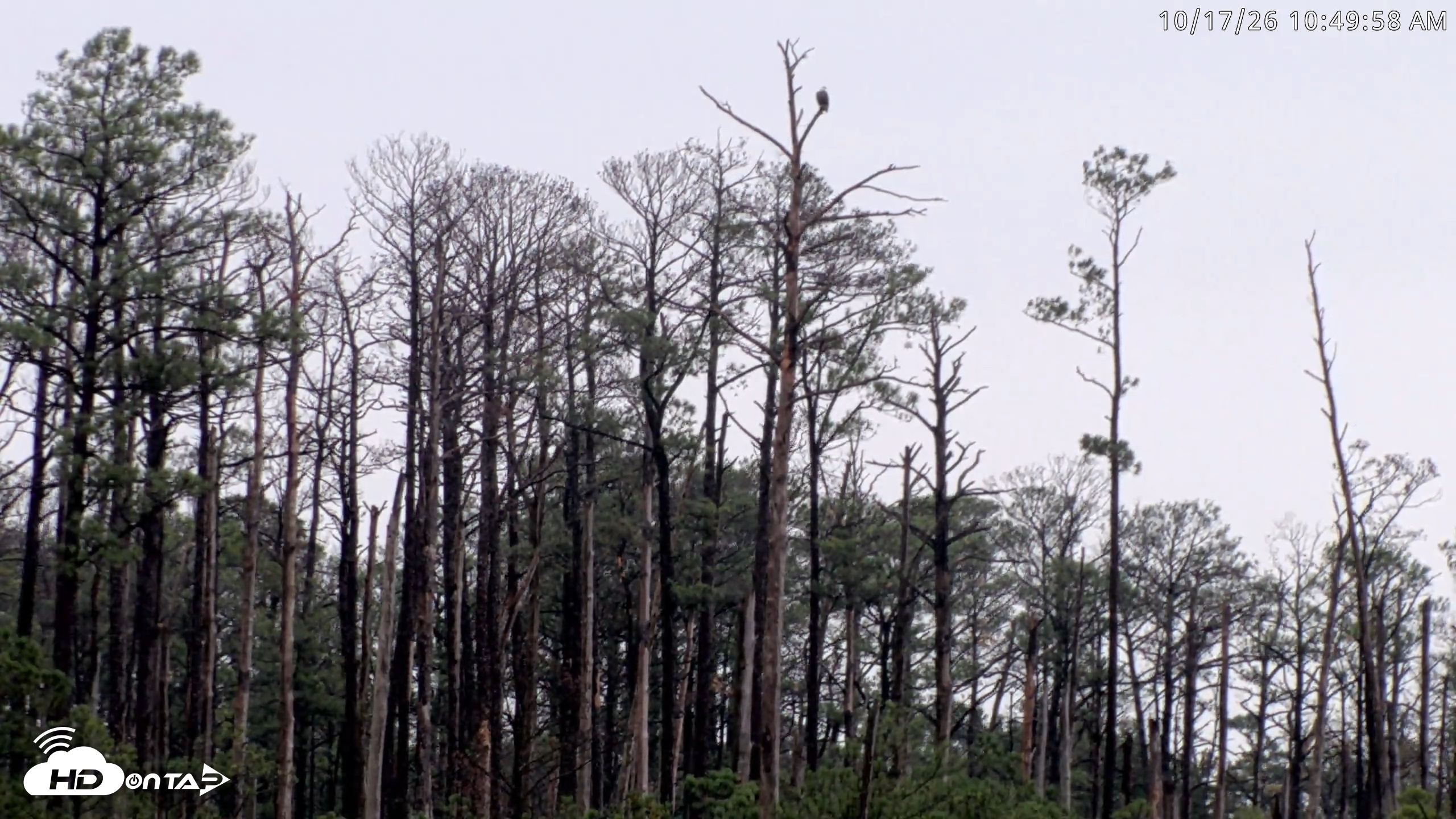 Snapshot of Blackwater Wildlife Refuge Osprey River Platform Live Cam taken Oct 17, 2026, 10:50am EDT