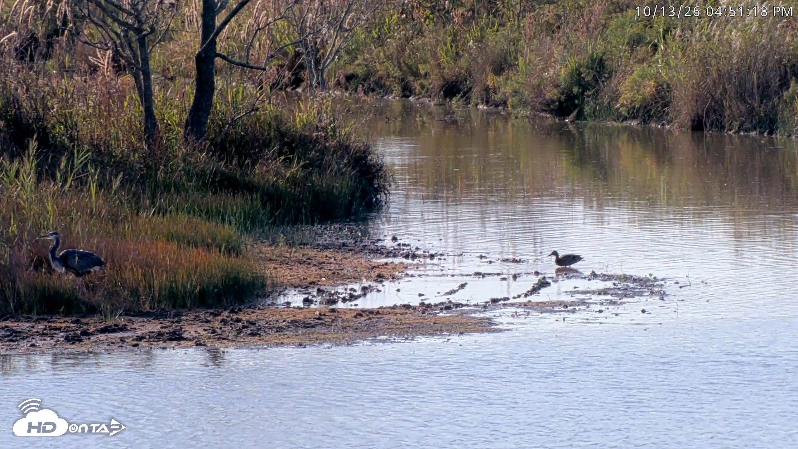 Snapshot of Blackwater Wildlife Refuge Osprey River Platform Live Cam taken Oct 13, 2026, 4:52pm EDT