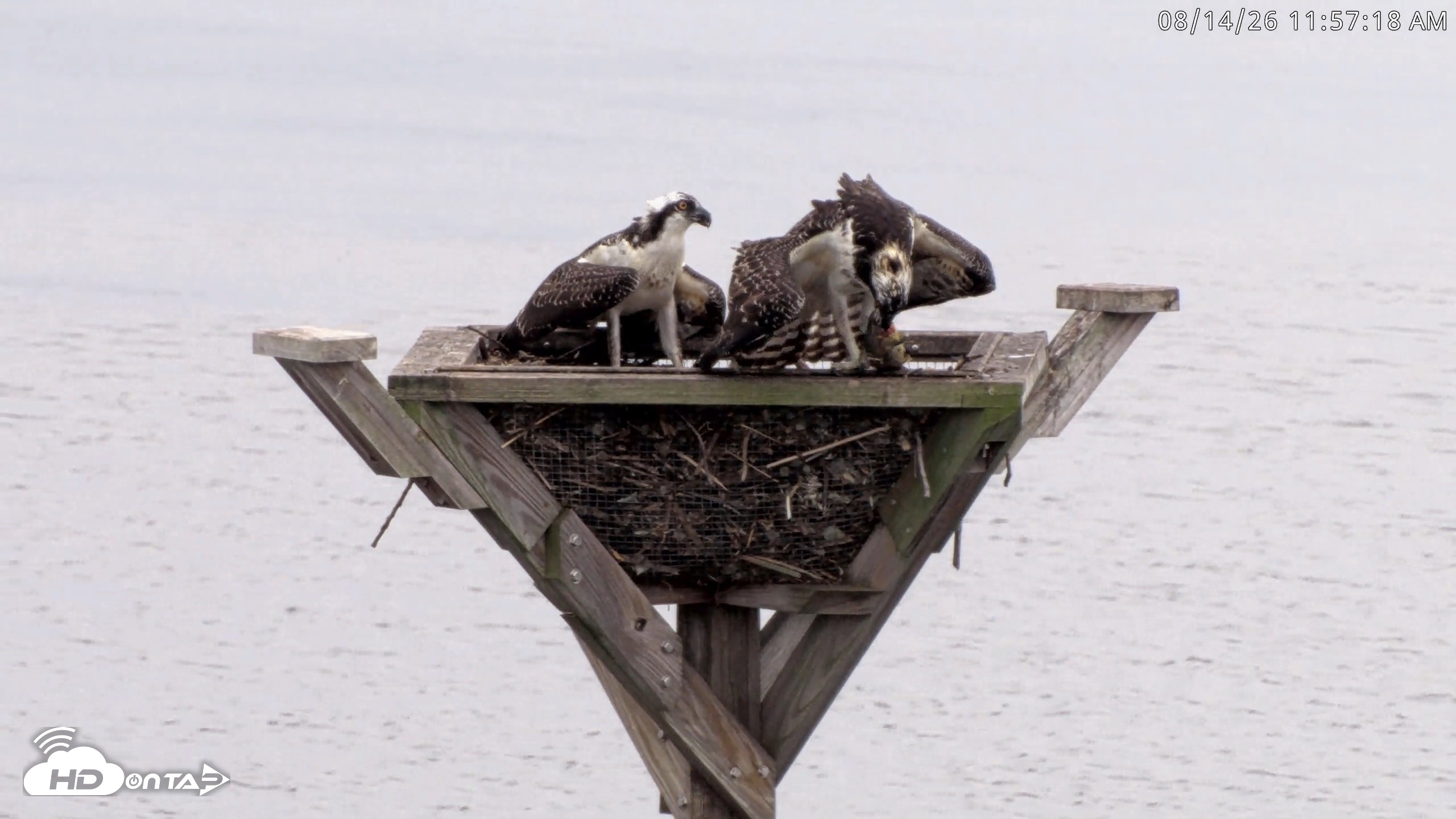 Snapshot of Blackwater Wildlife Refuge Osprey River Platform Live Cam taken Aug 14, 2026, 11:58am EDT