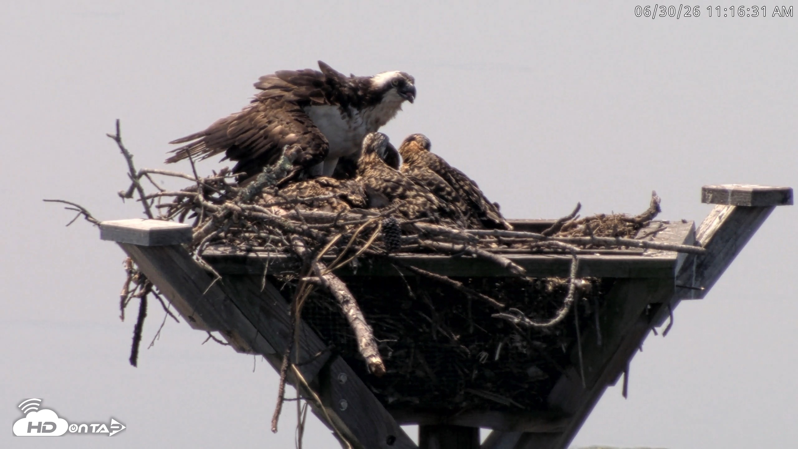 Snapshot of Blackwater Wildlife Refuge Osprey River Platform Live Cam taken Jun 30, 2026, 11:17am EDT