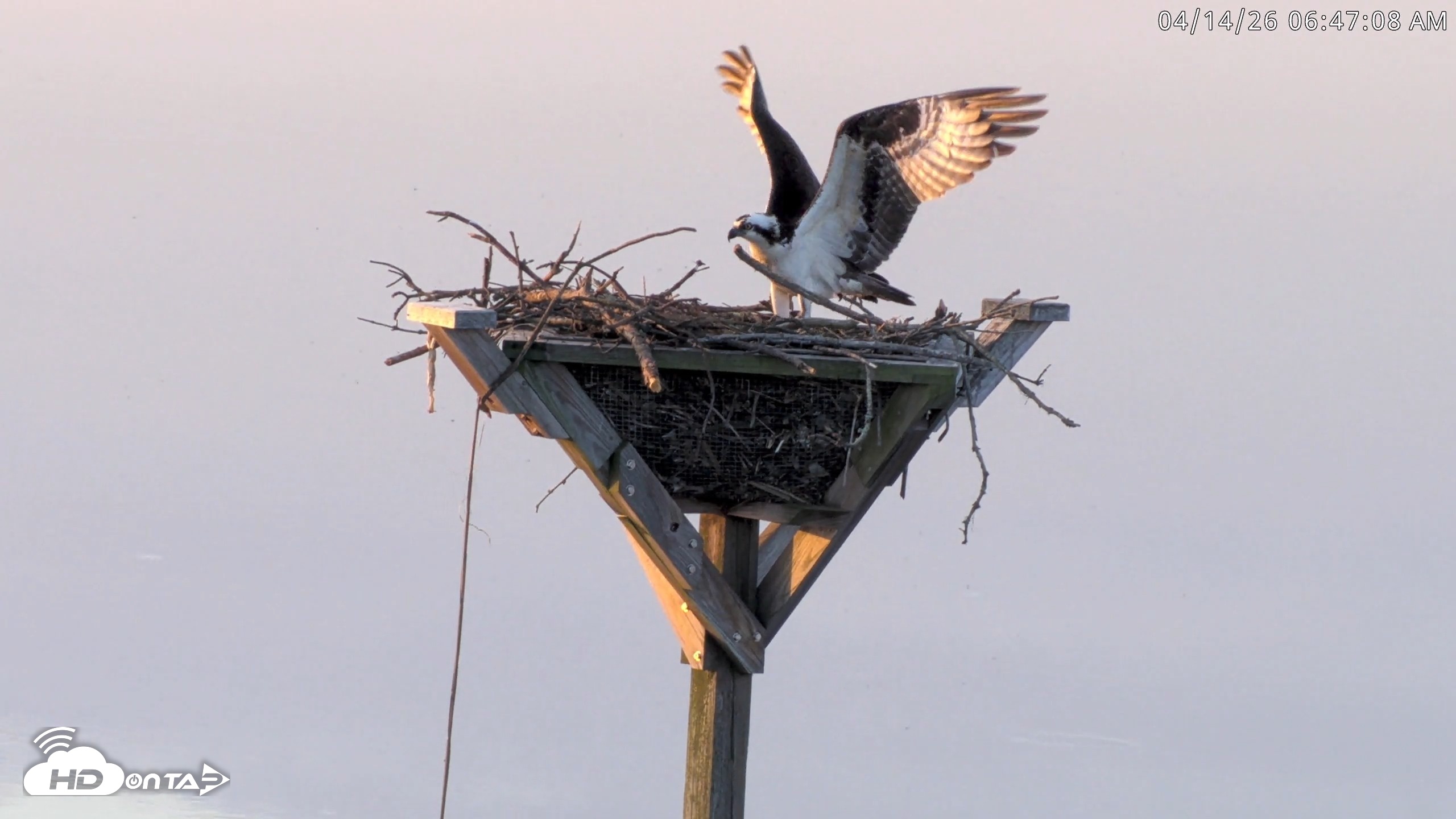 Snapshot of Blackwater Wildlife Refuge Osprey River Platform Live Cam taken Apr 14, 2026, 6:47am EDT