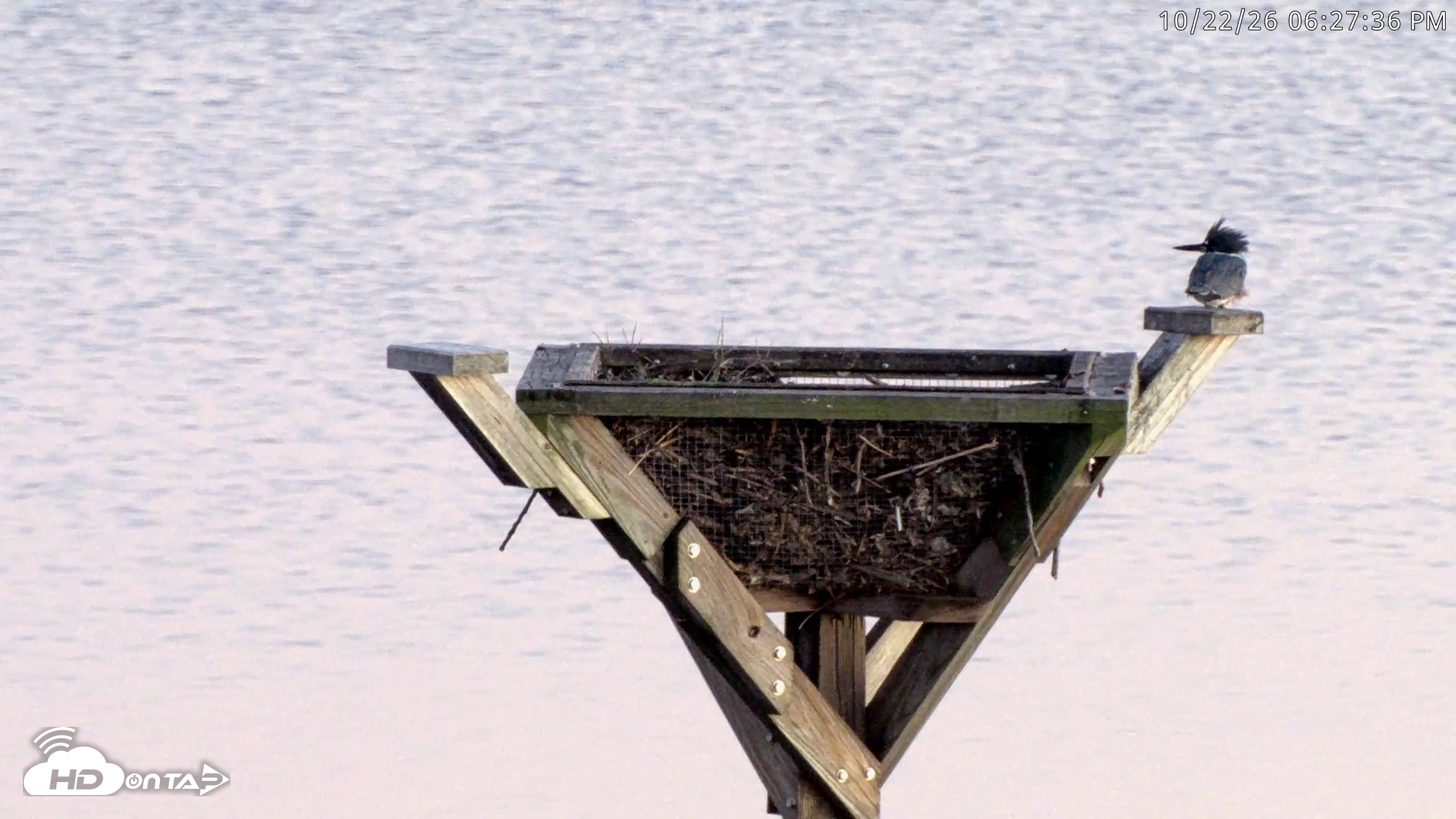 Snapshot of Blackwater Wildlife Refuge Osprey River Platform Live Cam taken Oct 22, 2026, 6:28pm EDT