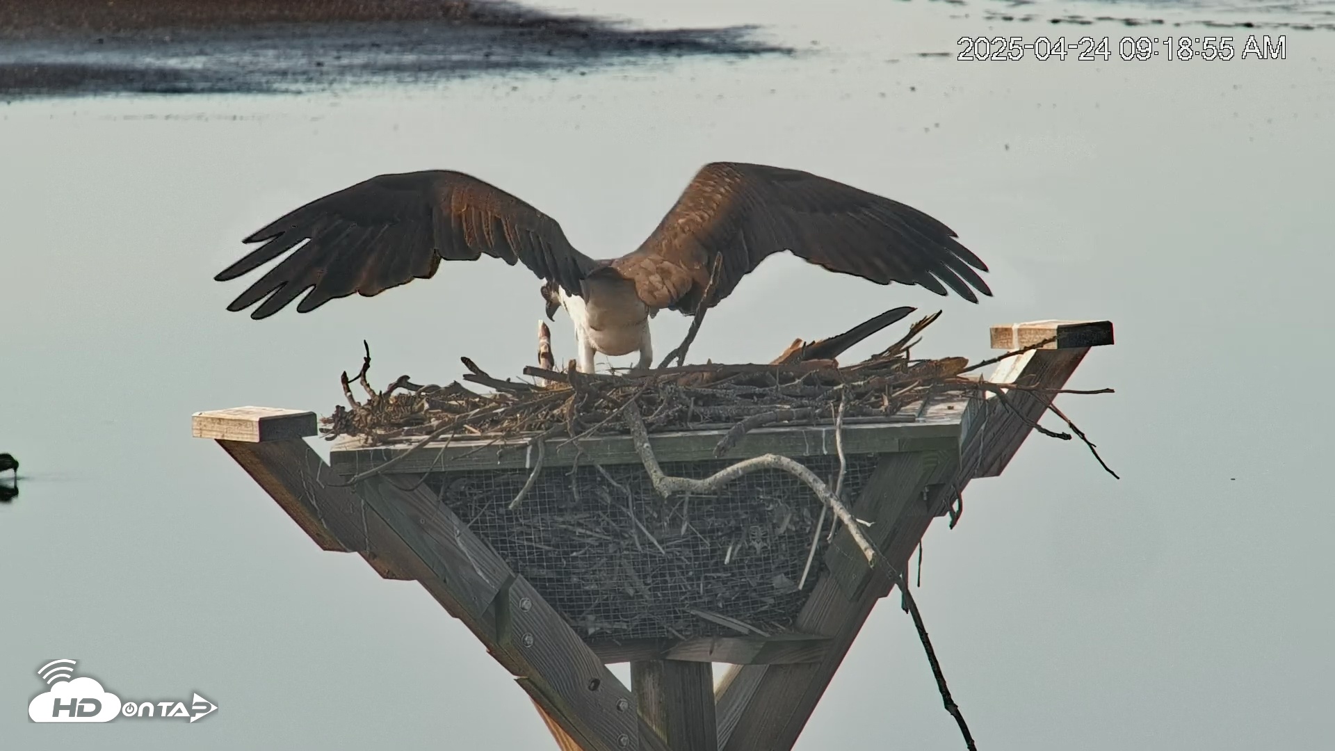 Snapshot of Blackwater Wildlife Refuge Osprey River Platform Live Cam taken Apr 24, 2025, 9:20am EDT