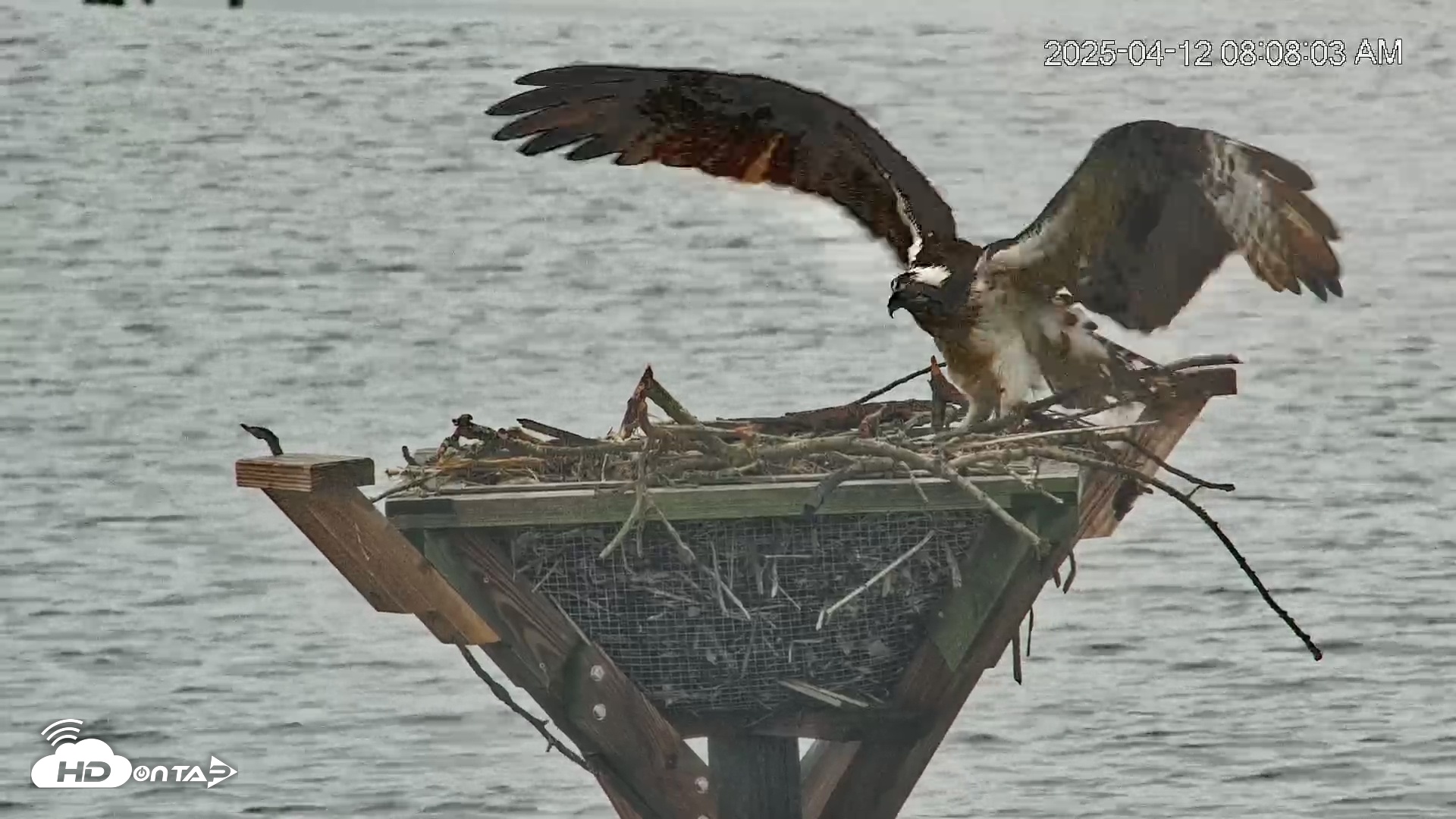 Snapshot of Blackwater Wildlife Refuge Osprey River Platform Live Cam taken Apr 12, 2025, 8:09am EDT