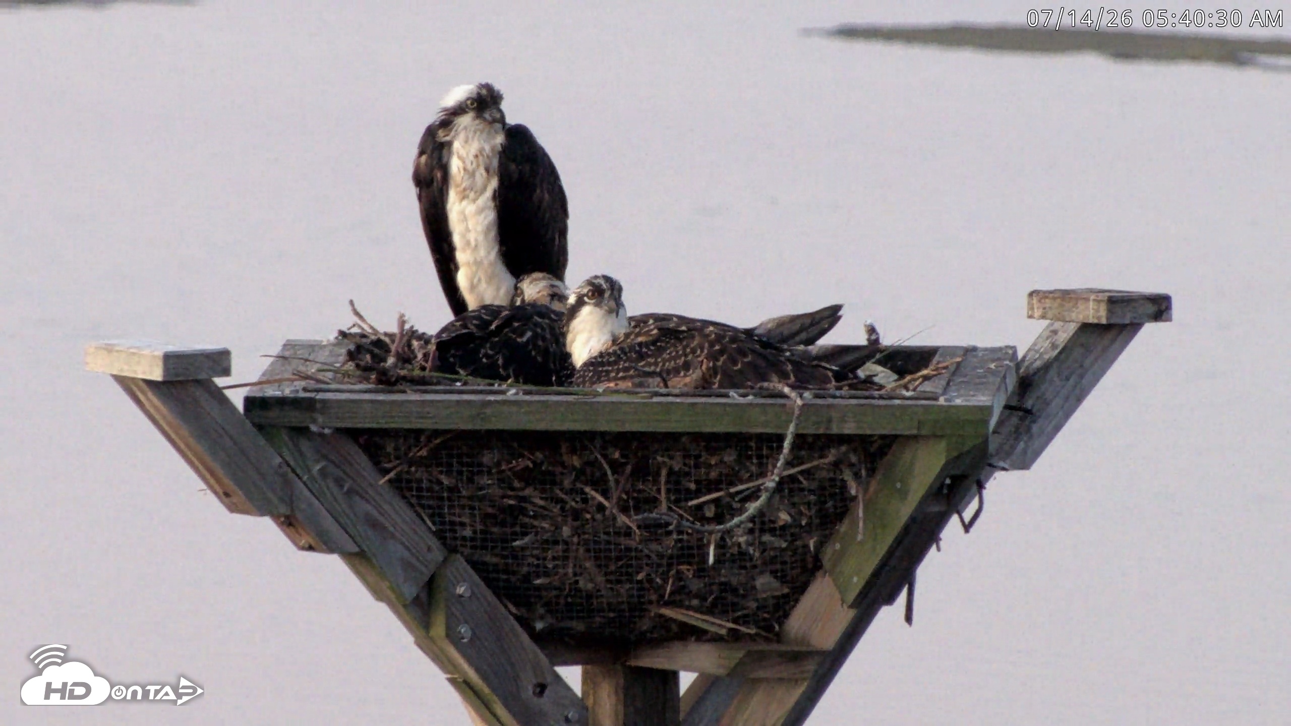 Snapshot of Blackwater Wildlife Refuge Osprey River Platform Live Cam taken Jul 14, 2026, 5:41am EDT