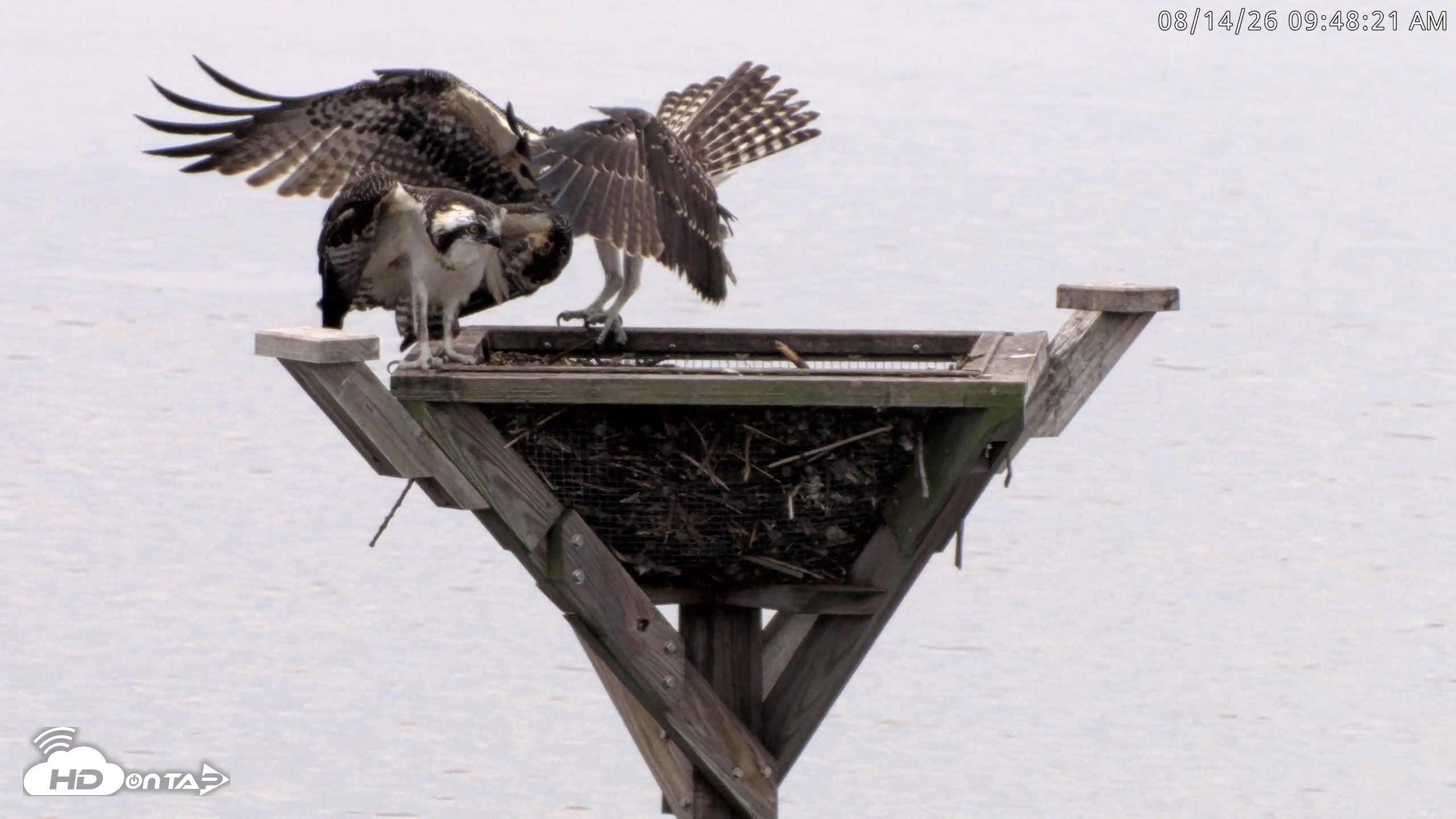 Snapshot of Blackwater Wildlife Refuge Osprey River Platform Live Cam taken Aug 14, 2026, 9:49am EDT