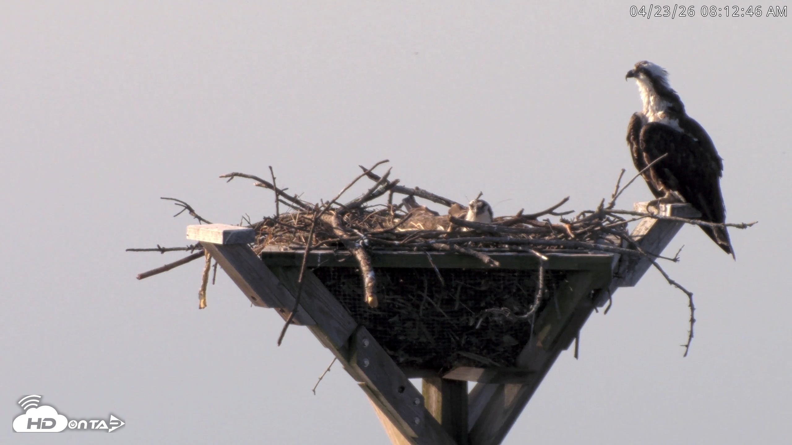 Snapshot of Blackwater Wildlife Refuge Osprey River Platform Live Cam taken Apr 23, 2026, 8:13am EDT