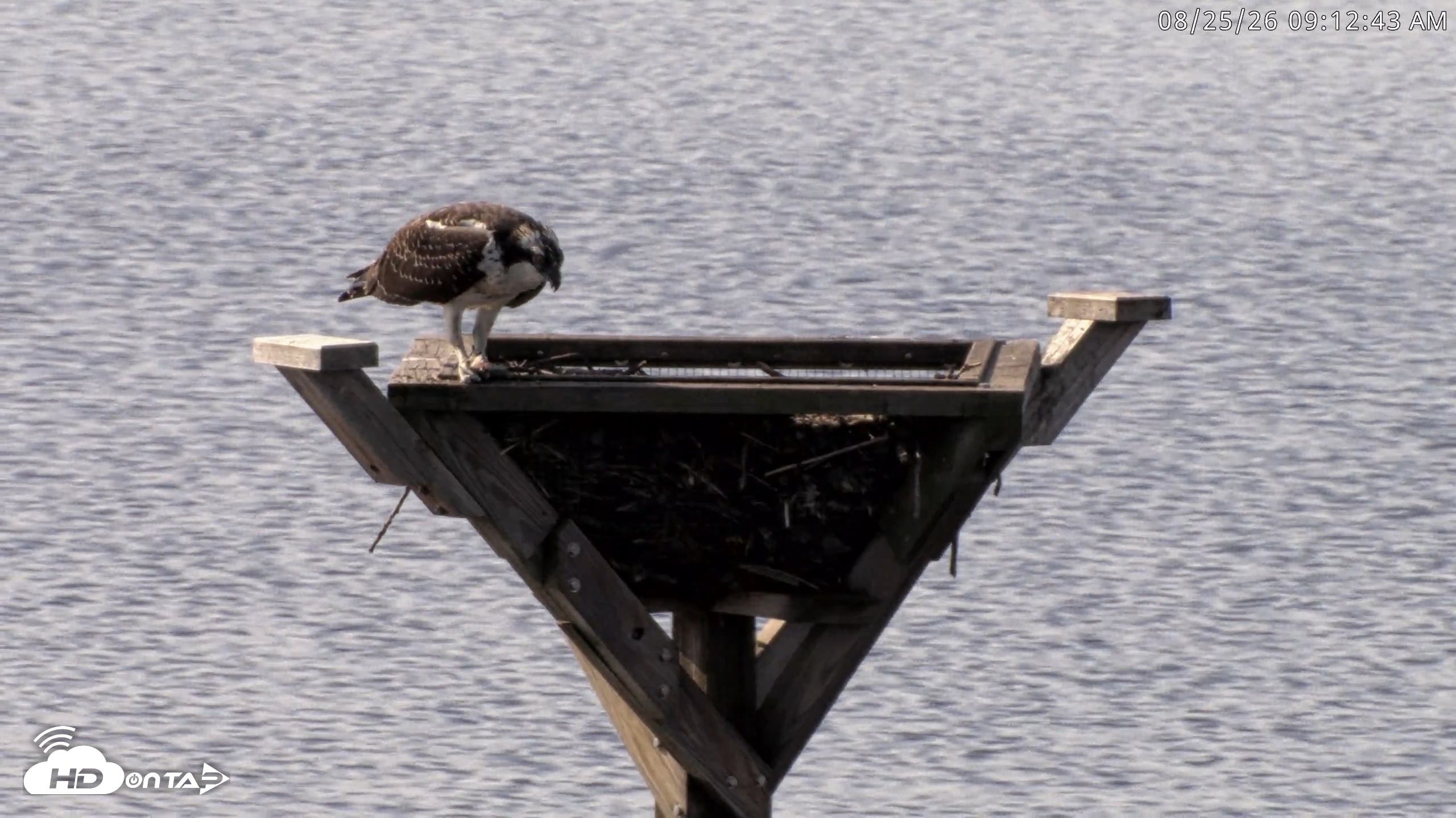 Snapshot of Blackwater Wildlife Refuge Osprey River Platform Live Cam taken Aug 25, 2026, 9:13am EDT