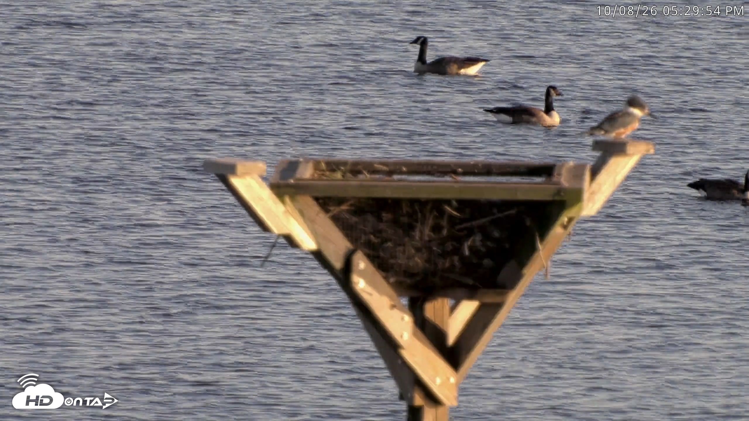 Snapshot of Blackwater Wildlife Refuge Osprey River Platform Live Cam taken Oct 8, 2026, 5:30pm EDT