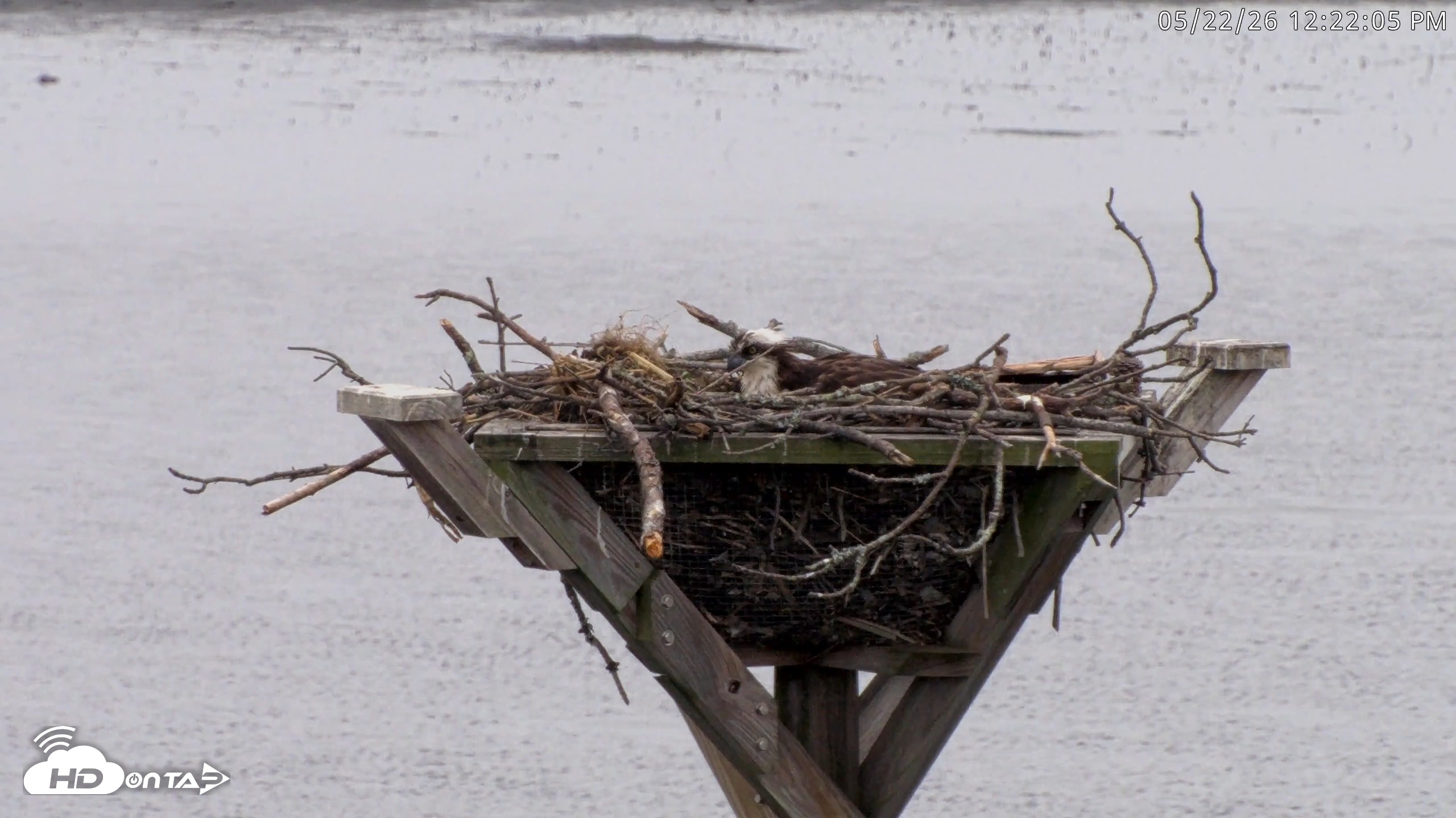 Snapshot of Blackwater Wildlife Refuge Osprey River Platform Live Cam taken May 22, 2026, 12:22pm EDT