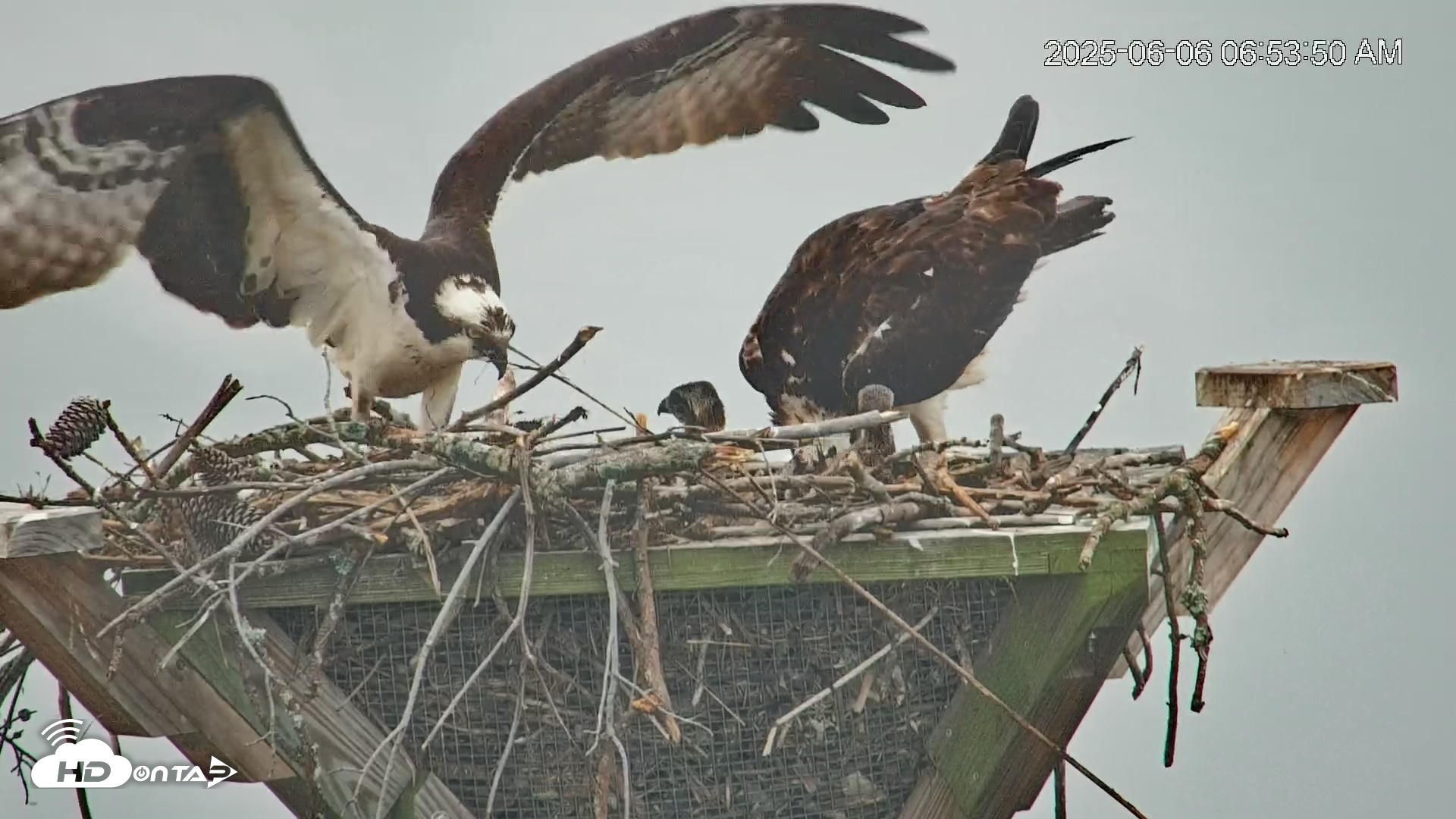 Snapshot of Blackwater Wildlife Refuge Osprey River Platform Live Cam taken Jun 6, 2025, 6:57am EDT
