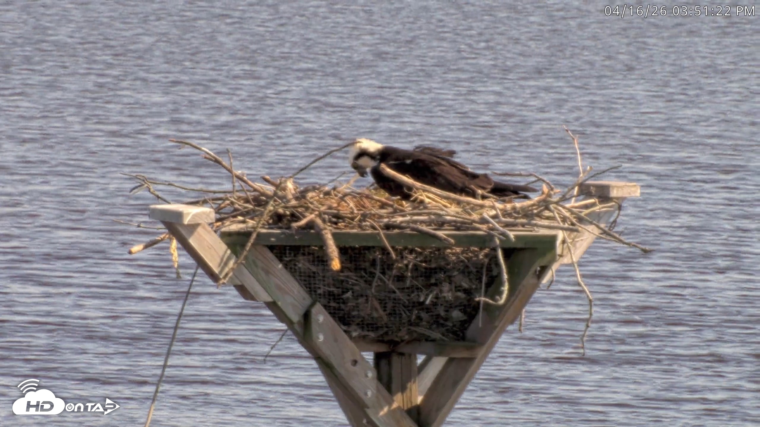 Snapshot of Blackwater Wildlife Refuge Osprey River Platform Live Cam taken Apr 16, 2026, 3:52pm EDT