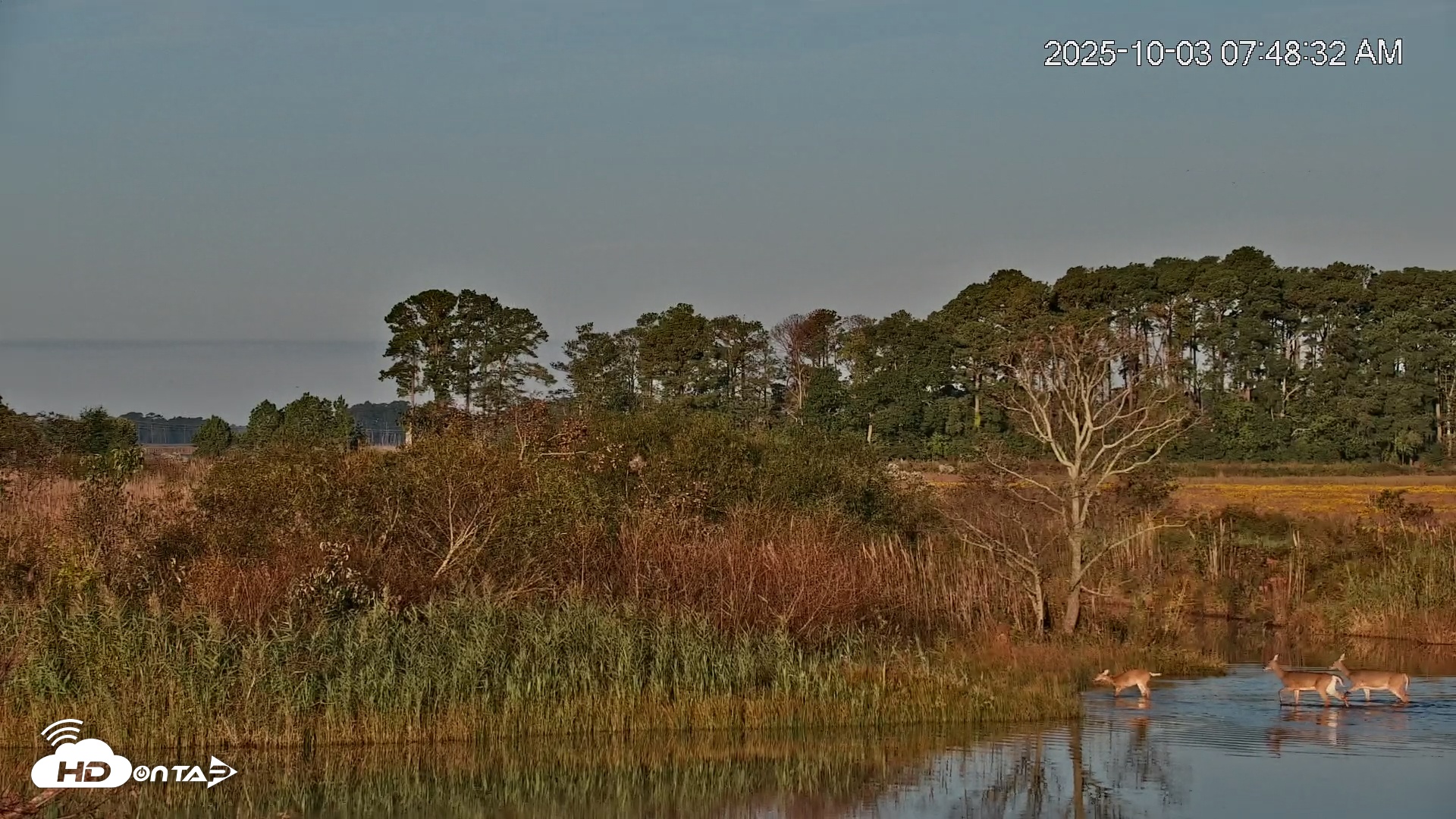 Snapshot of Blackwater Wildlife Refuge Osprey River Platform Live Cam taken Oct 3, 2025, 7:49am EDT