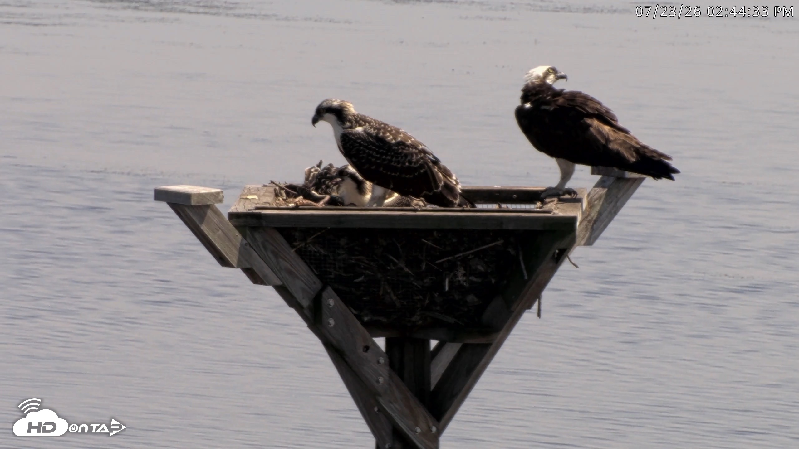 Snapshot of Blackwater Wildlife Refuge Osprey River Platform Live Cam taken Jul 23, 2026, 2:45pm EDT