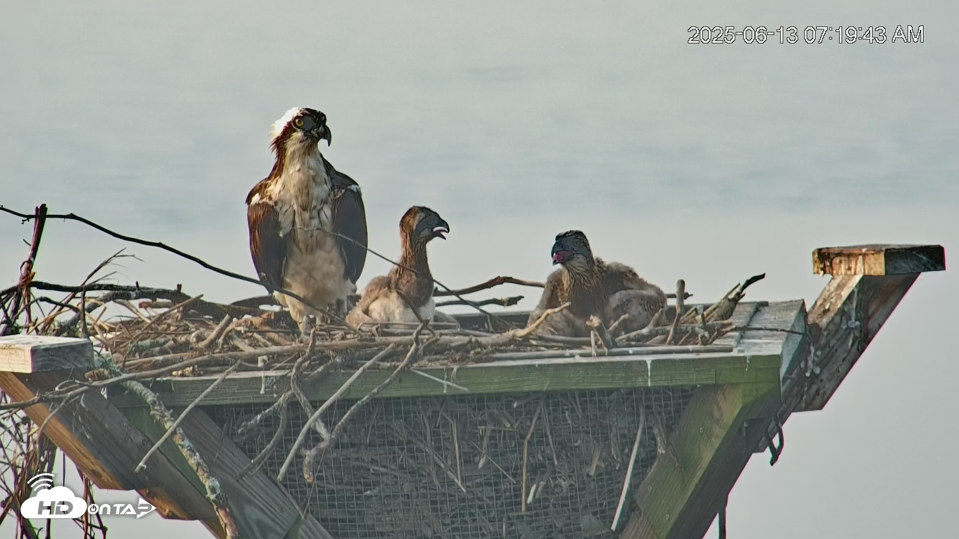 Snapshot of Blackwater Wildlife Refuge Osprey River Platform Live Cam taken Jun 13, 2025, 7:21am EDT