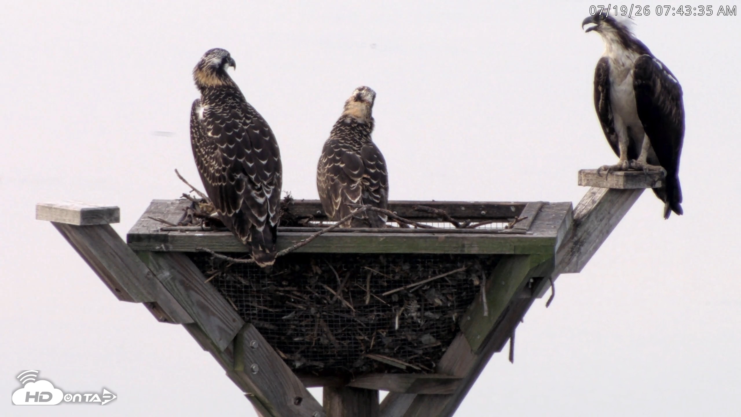 Snapshot of Blackwater Wildlife Refuge Osprey River Platform Live Cam taken Jul 19, 2026, 7:44am EDT