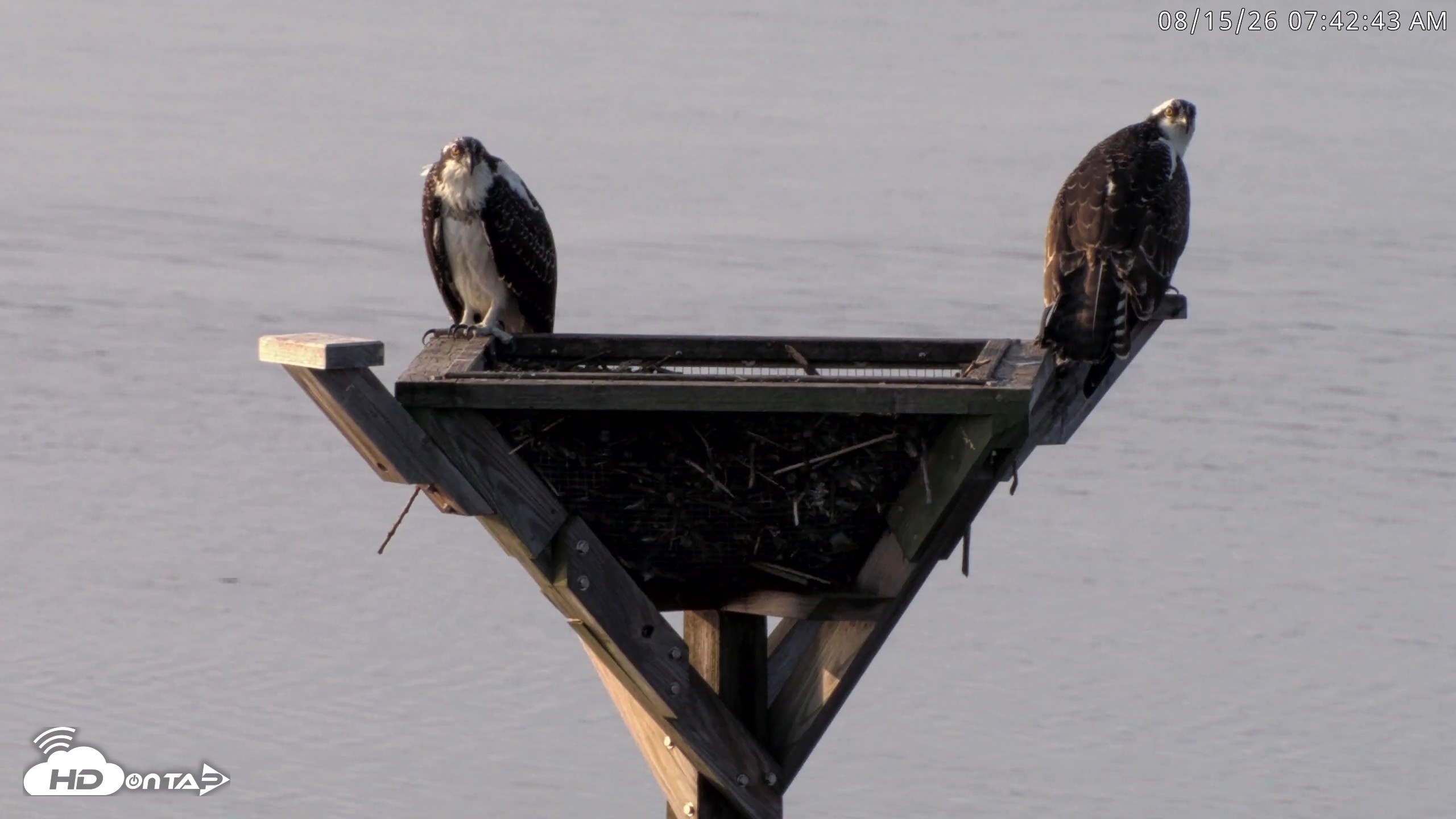 Snapshot of Blackwater Wildlife Refuge Osprey River Platform Live Cam taken Aug 15, 2026, 7:43am EDT