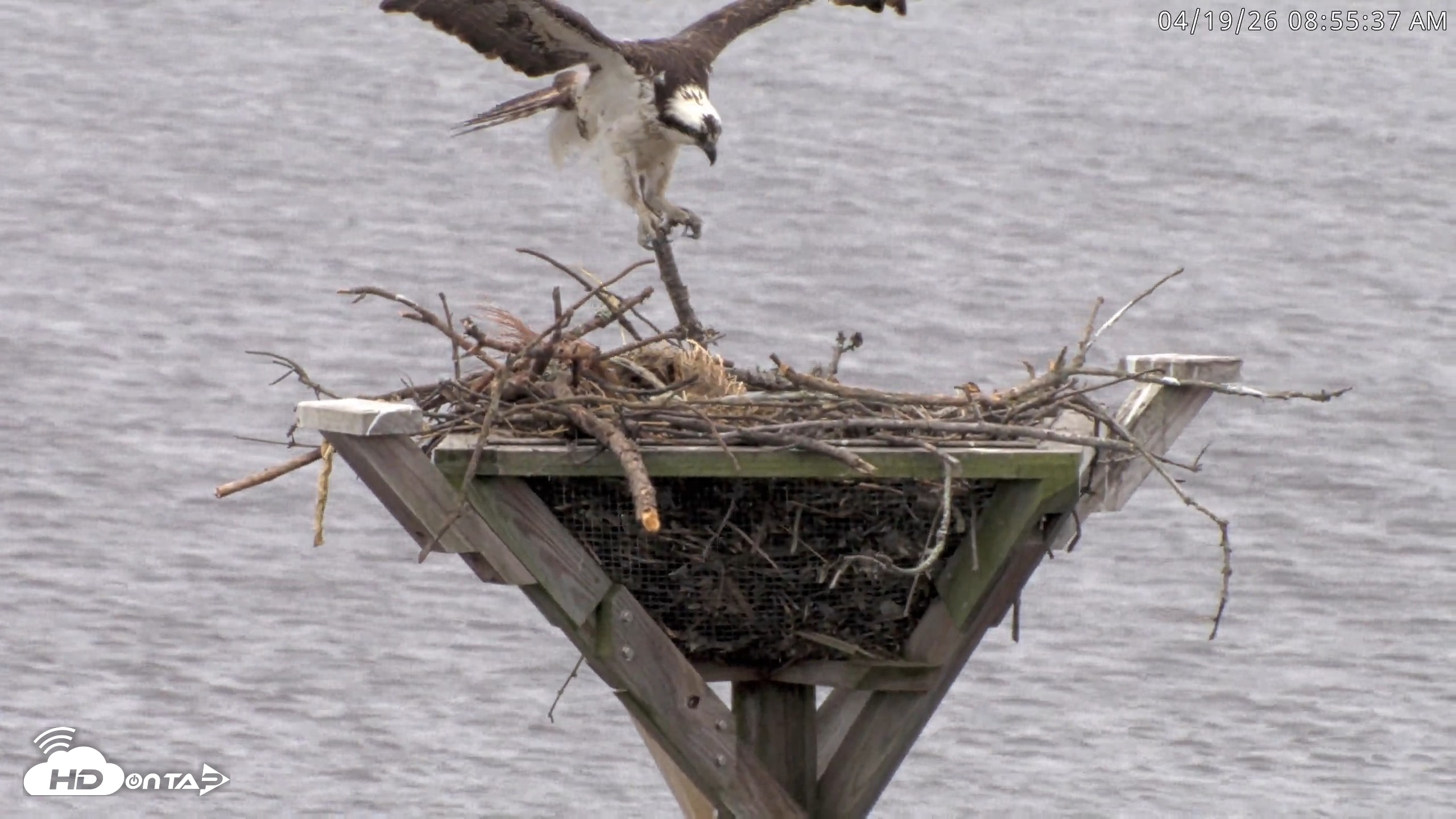 Snapshot of Blackwater Wildlife Refuge Osprey River Platform Live Cam taken Apr 19, 2026, 8:56am EDT