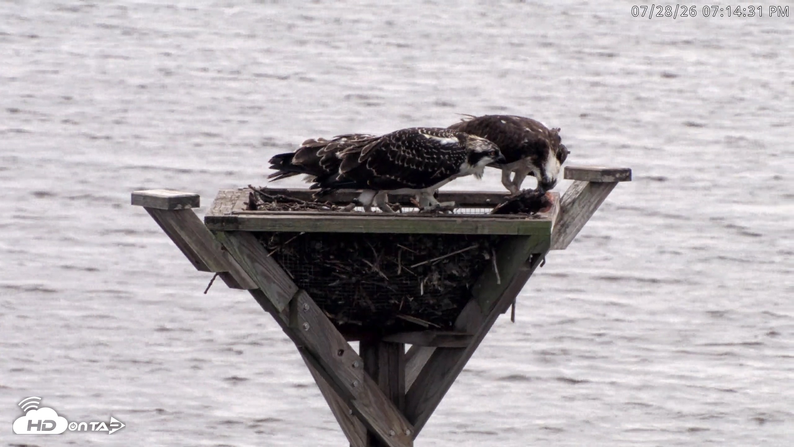 Snapshot of Blackwater Wildlife Refuge Osprey River Platform Live Cam taken Jul 28, 2026, 7:15pm EDT
