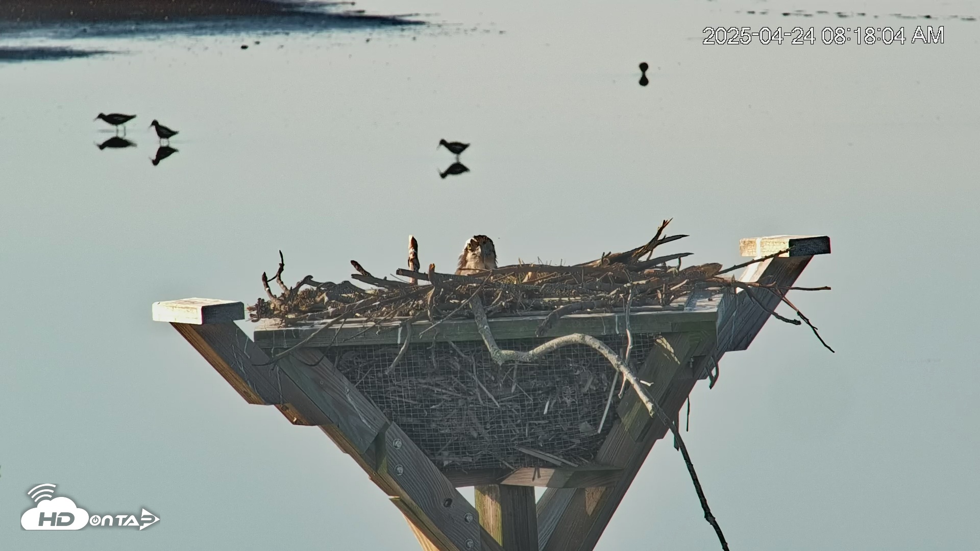 Snapshot of Blackwater Wildlife Refuge Osprey River Platform Live Cam taken Apr 24, 2025, 8:19am EDT