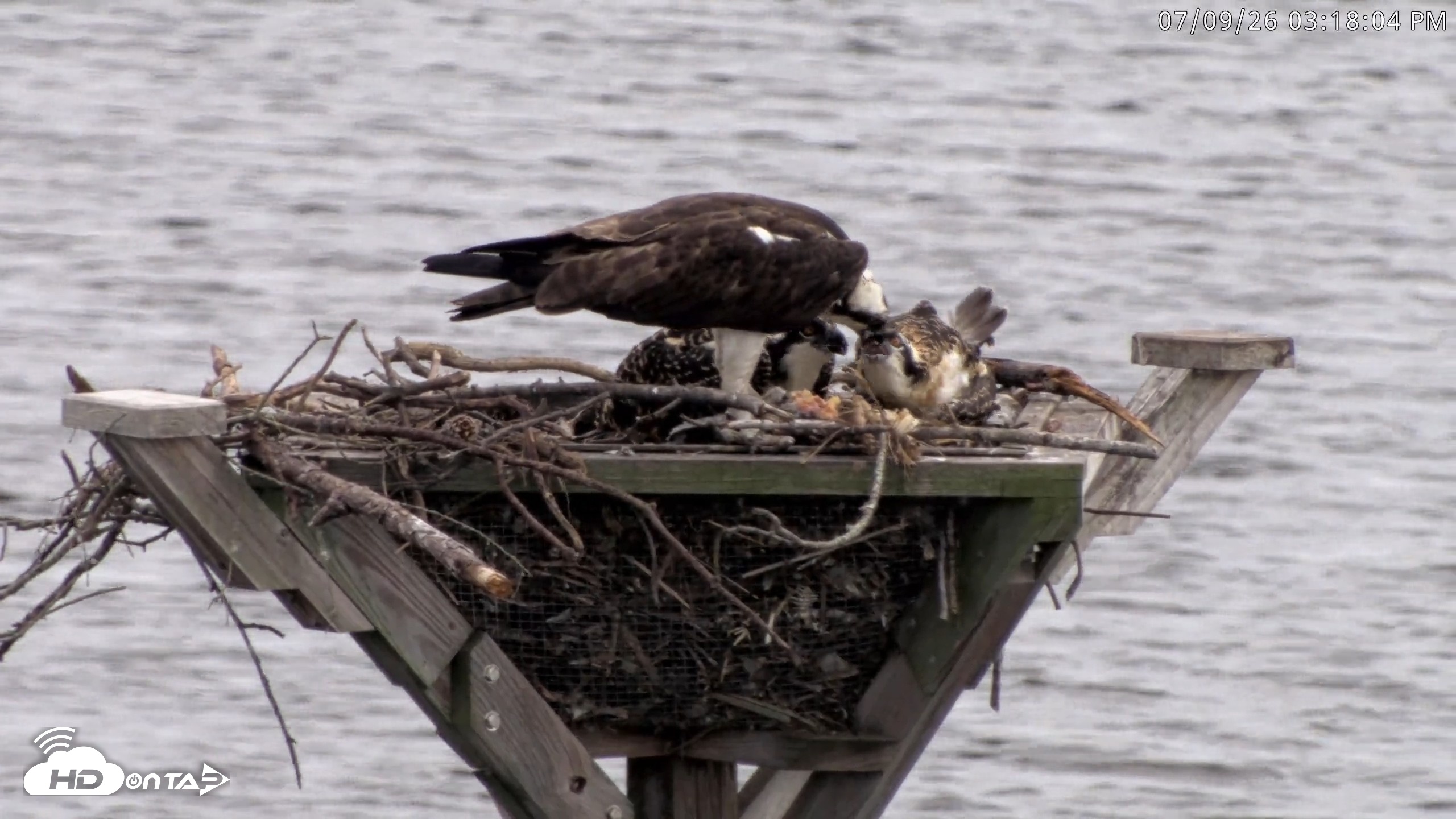 Snapshot of Blackwater Wildlife Refuge Osprey River Platform Live Cam taken Jul 9, 2026, 3:18pm EDT