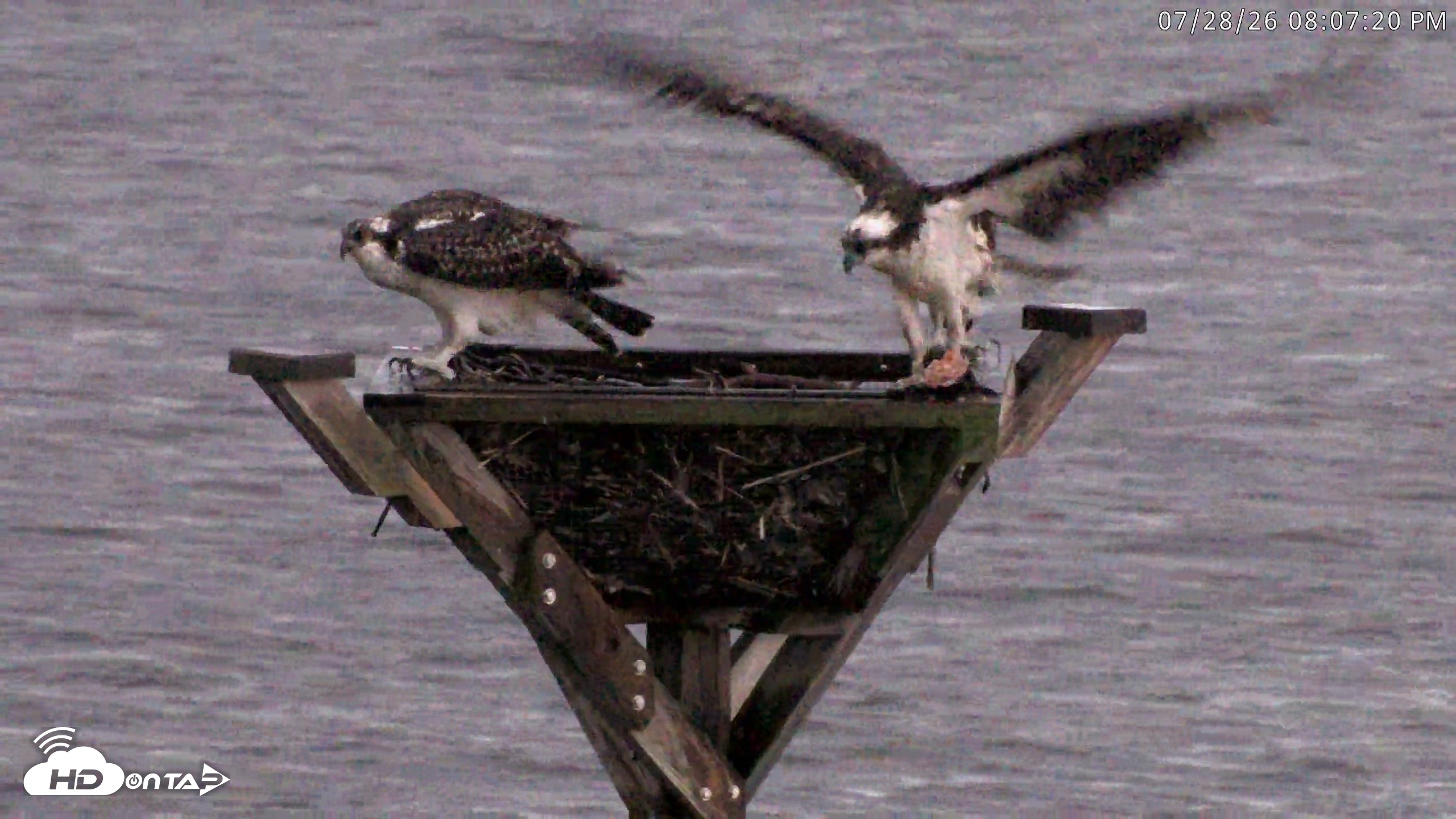 Snapshot of Blackwater Wildlife Refuge Osprey River Platform Live Cam taken Jul 28, 2026, 8:08pm EDT