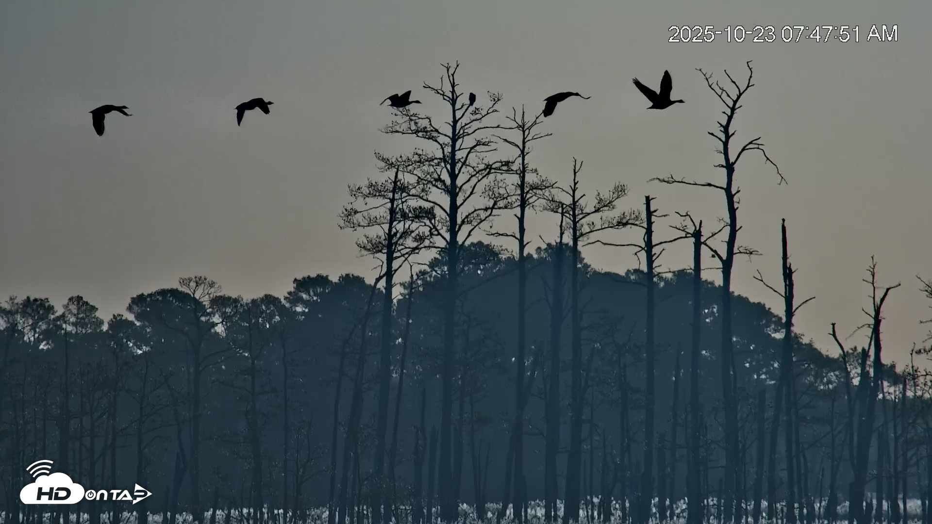 Snapshot of Blackwater Wildlife Refuge Osprey River Platform Live Cam taken Oct 23, 2025, 7:48am EDT