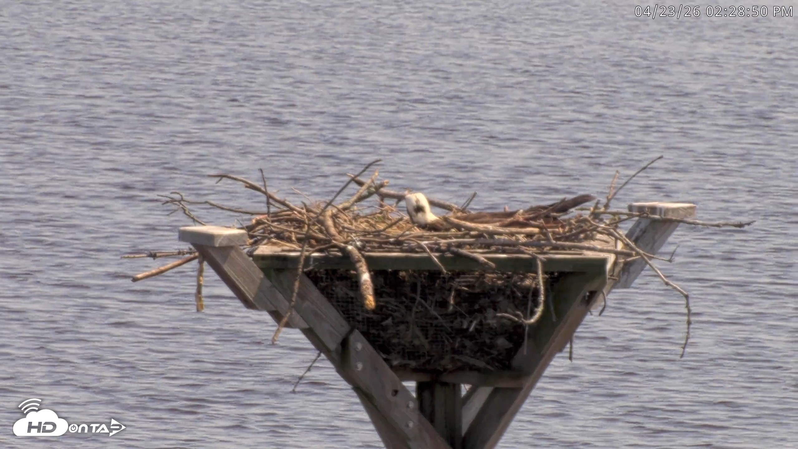 Snapshot of Blackwater Wildlife Refuge Osprey River Platform Live Cam taken Apr 23, 2026, 2:34pm EDT