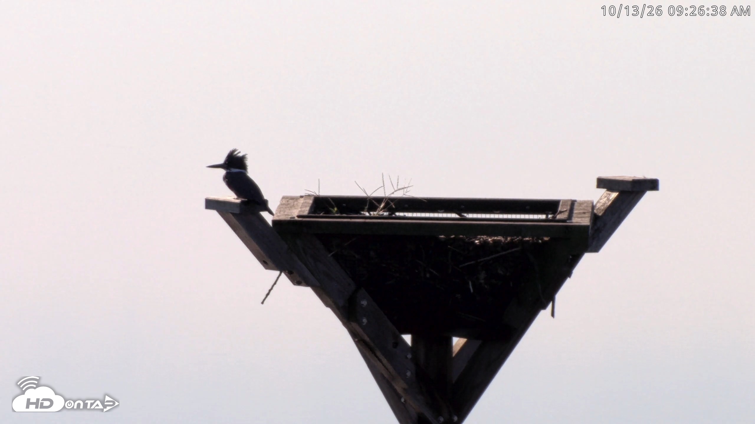 Snapshot of Blackwater Wildlife Refuge Osprey River Platform Live Cam taken Oct 13, 2026, 9:27am EDT