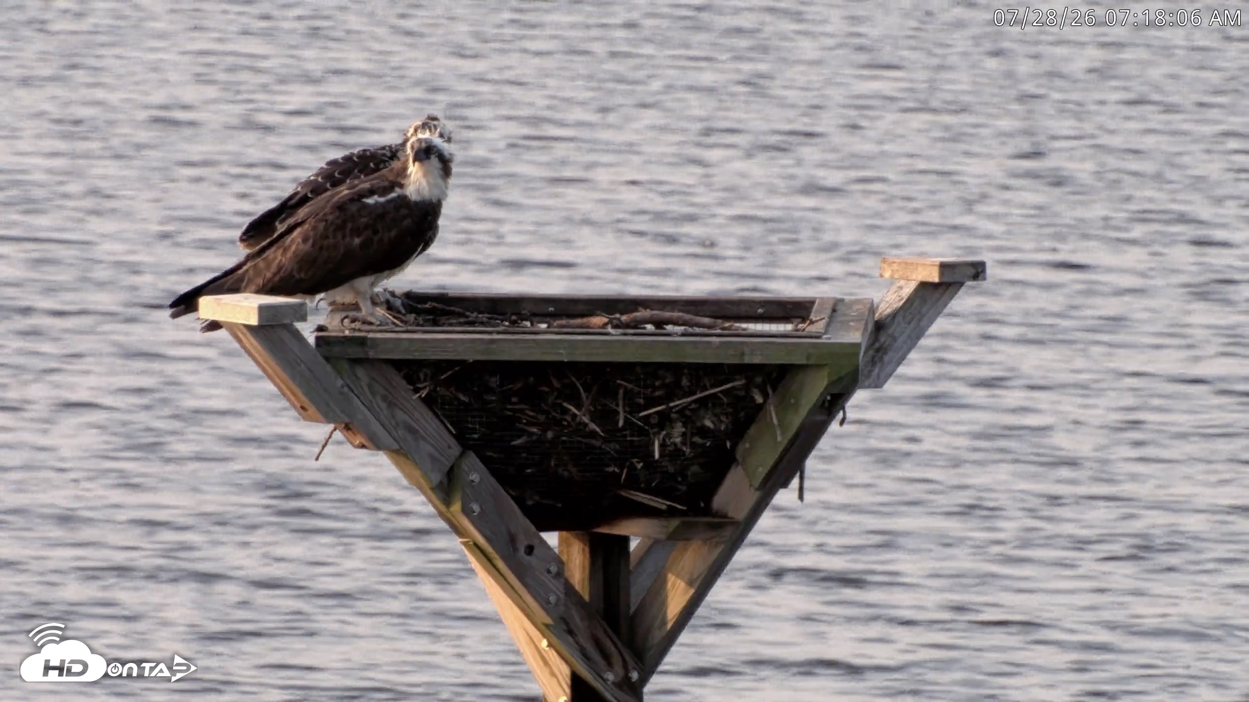 Snapshot of Blackwater Wildlife Refuge Osprey River Platform Live Cam taken Jul 28, 2026, 7:19am EDT