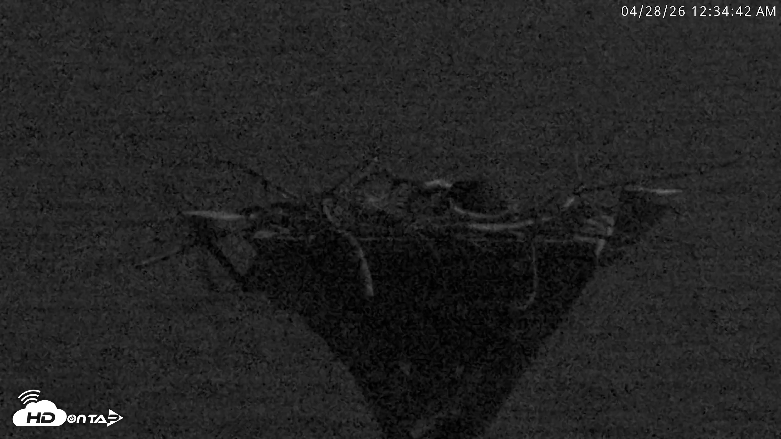 Snapshot of Blackwater Wildlife Refuge Osprey River Platform Live Cam taken Apr 28, 2026, 12:36am EDT