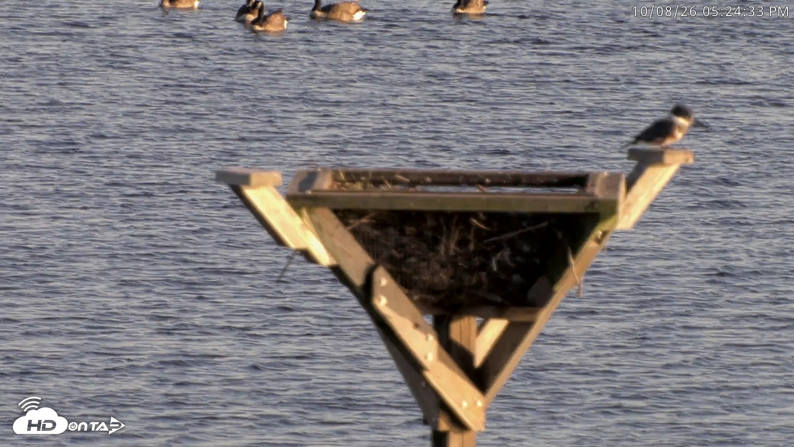 Snapshot of Blackwater Wildlife Refuge Osprey River Platform Live Cam taken Oct 8, 2026, 5:25pm EDT