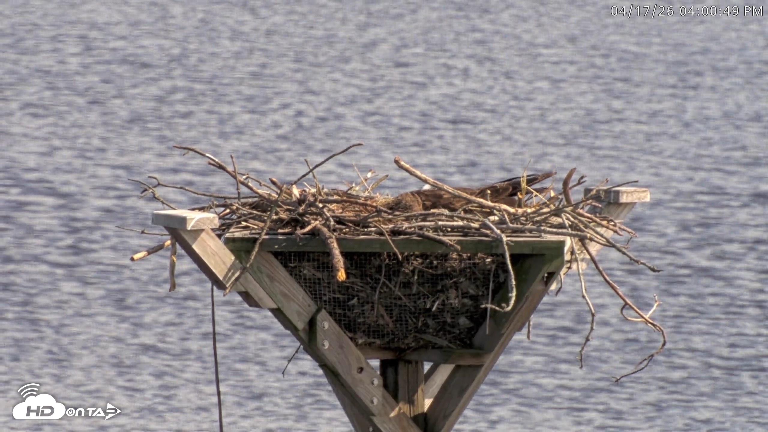 Snapshot of Blackwater Wildlife Refuge Osprey River Platform Live Cam taken Apr 17, 2026, 4:01pm EDT