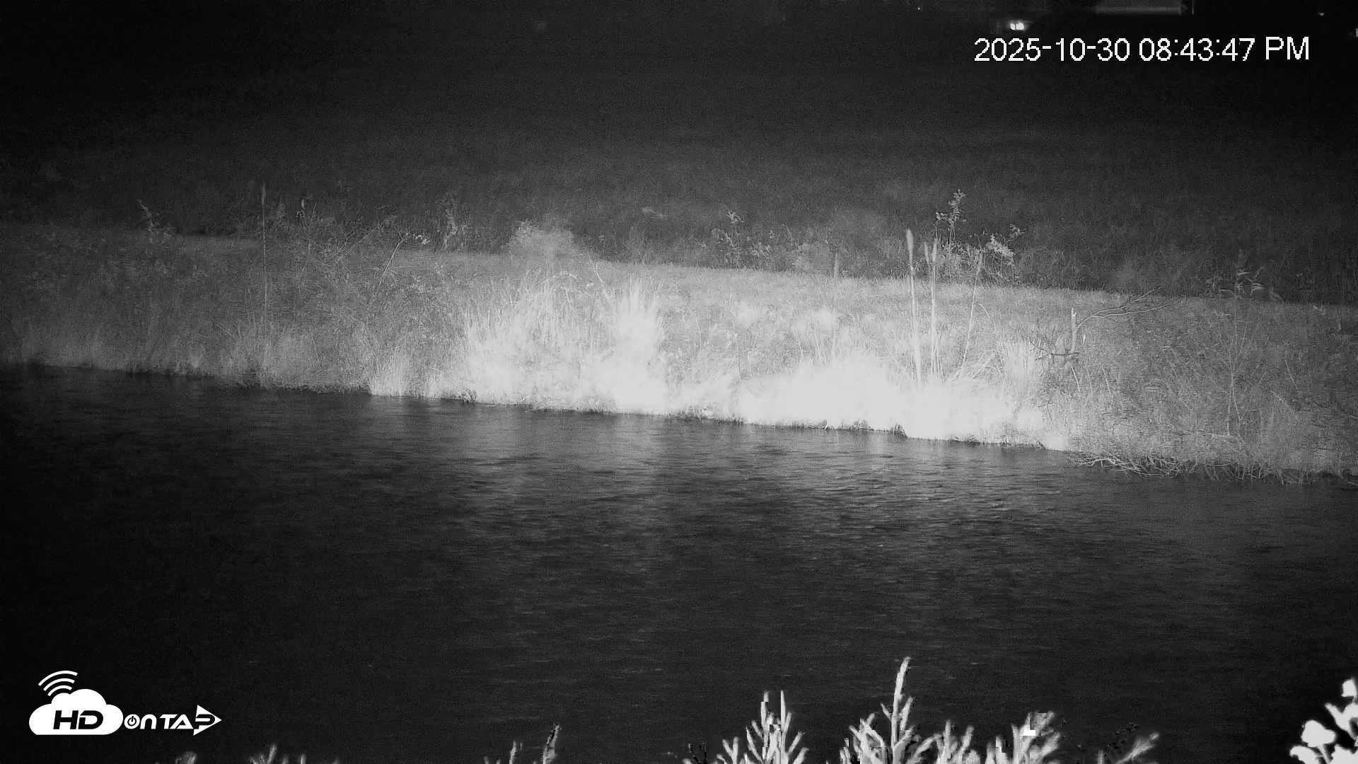 Snapshot of Blackwater Wildlife Refuge Osprey River Platform Live Cam taken Oct 30, 2025, 8:44pm EDT