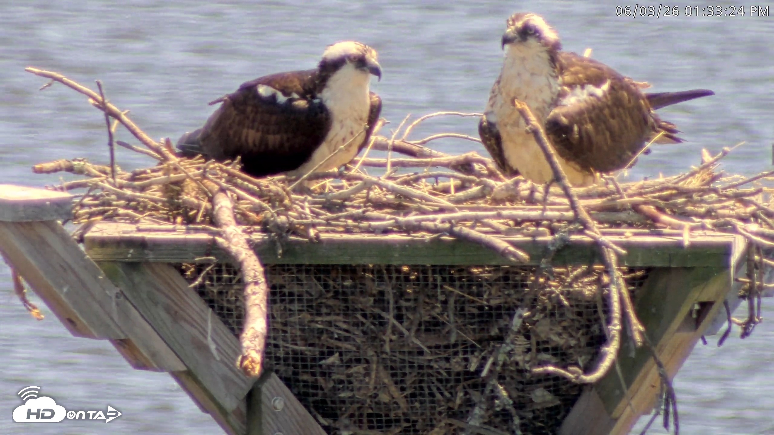 Snapshot of Blackwater Wildlife Refuge Osprey River Platform Live Cam taken Jun 3, 2026, 1:34pm EDT