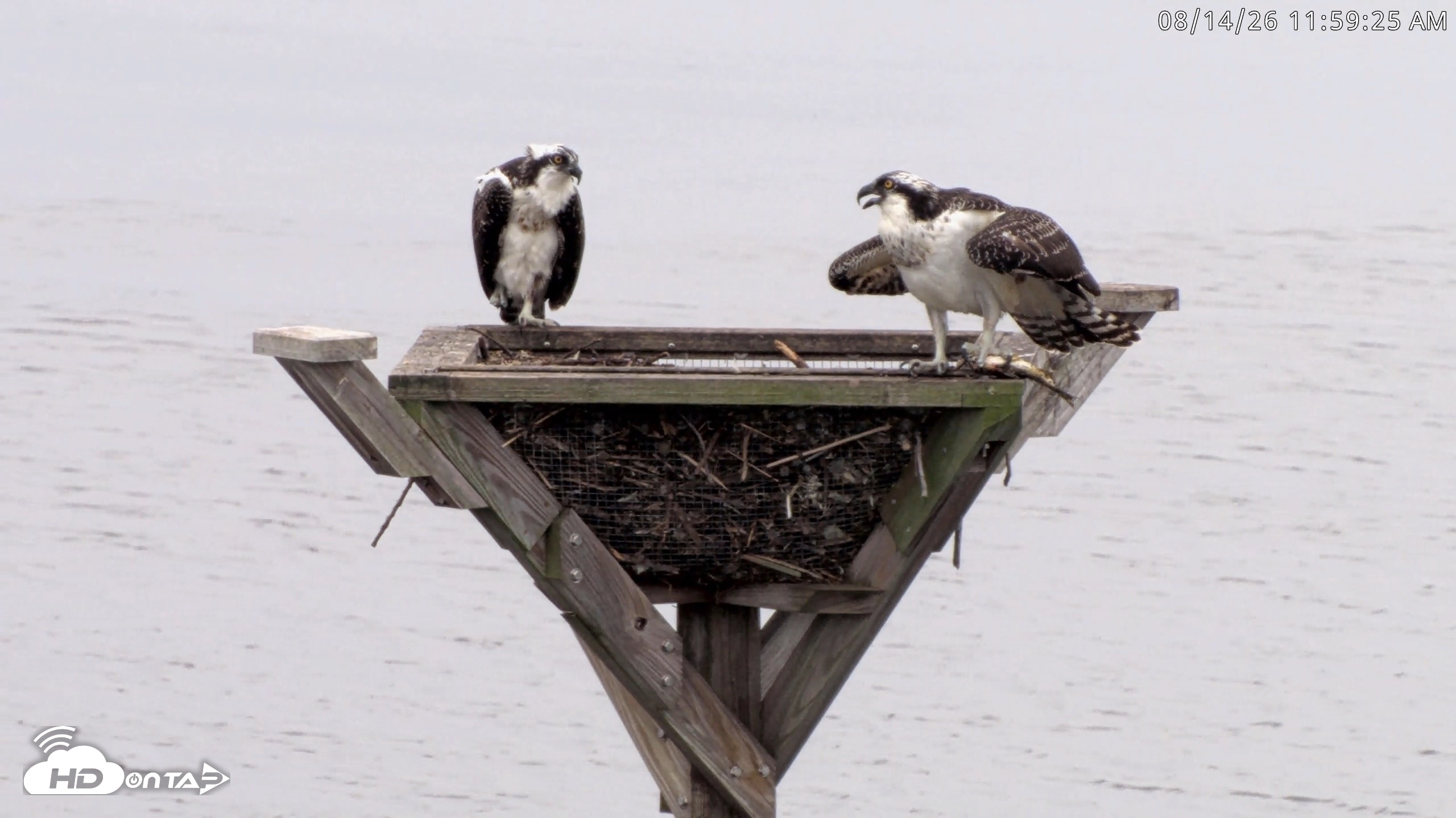 Snapshot of Blackwater Wildlife Refuge Osprey River Platform Live Cam taken Aug 14, 2026, 12:00pm EDT
