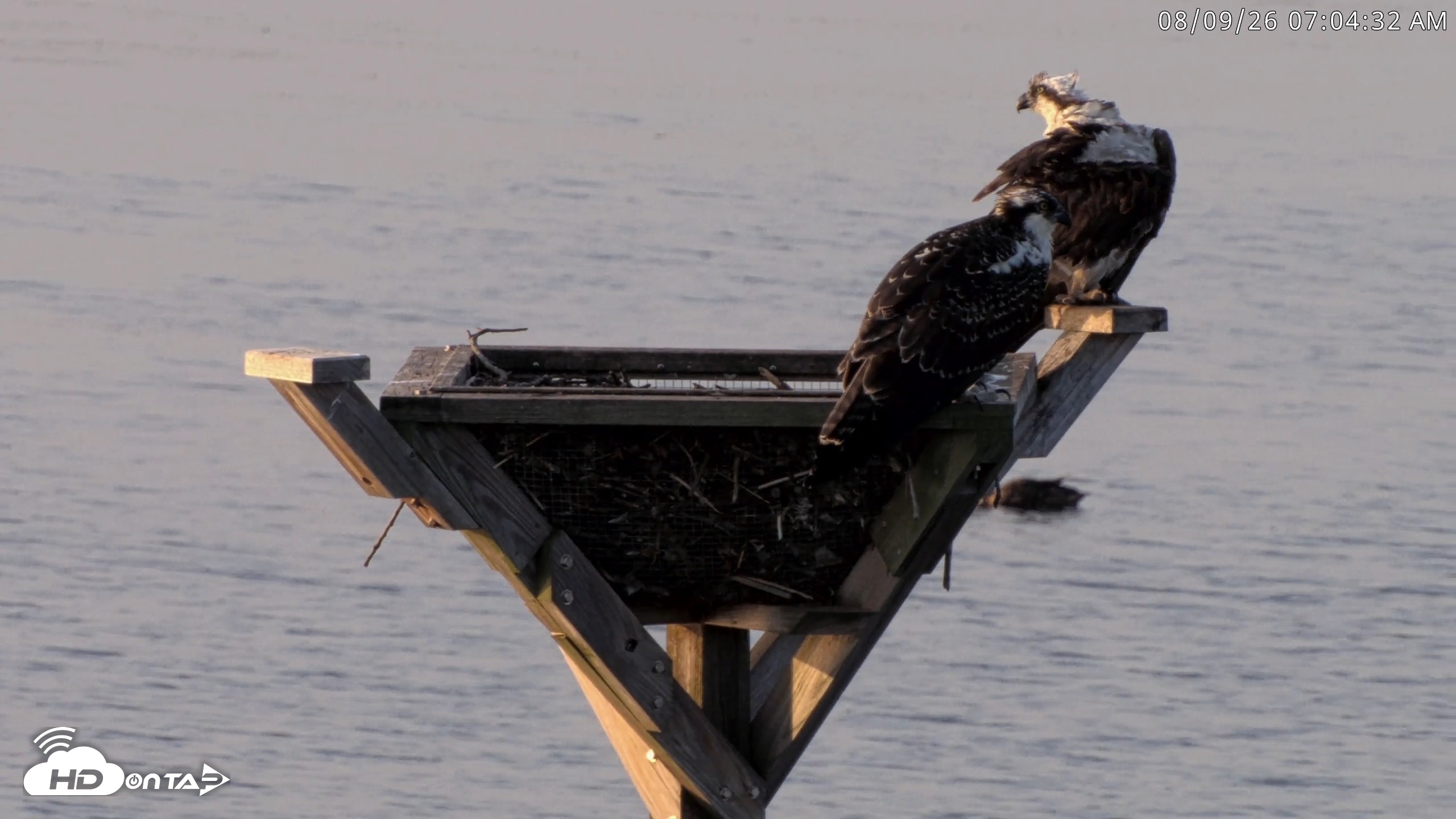 Snapshot of Blackwater Wildlife Refuge Osprey River Platform Live Cam taken Aug 9, 2026, 7:05am EDT