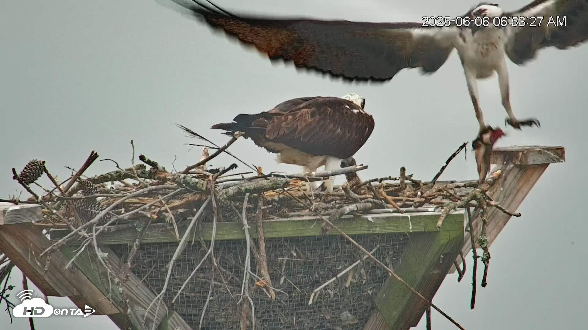 Snapshot of Blackwater Wildlife Refuge Osprey River Platform Live Cam taken Jun 6, 2025, 6:54am EDT