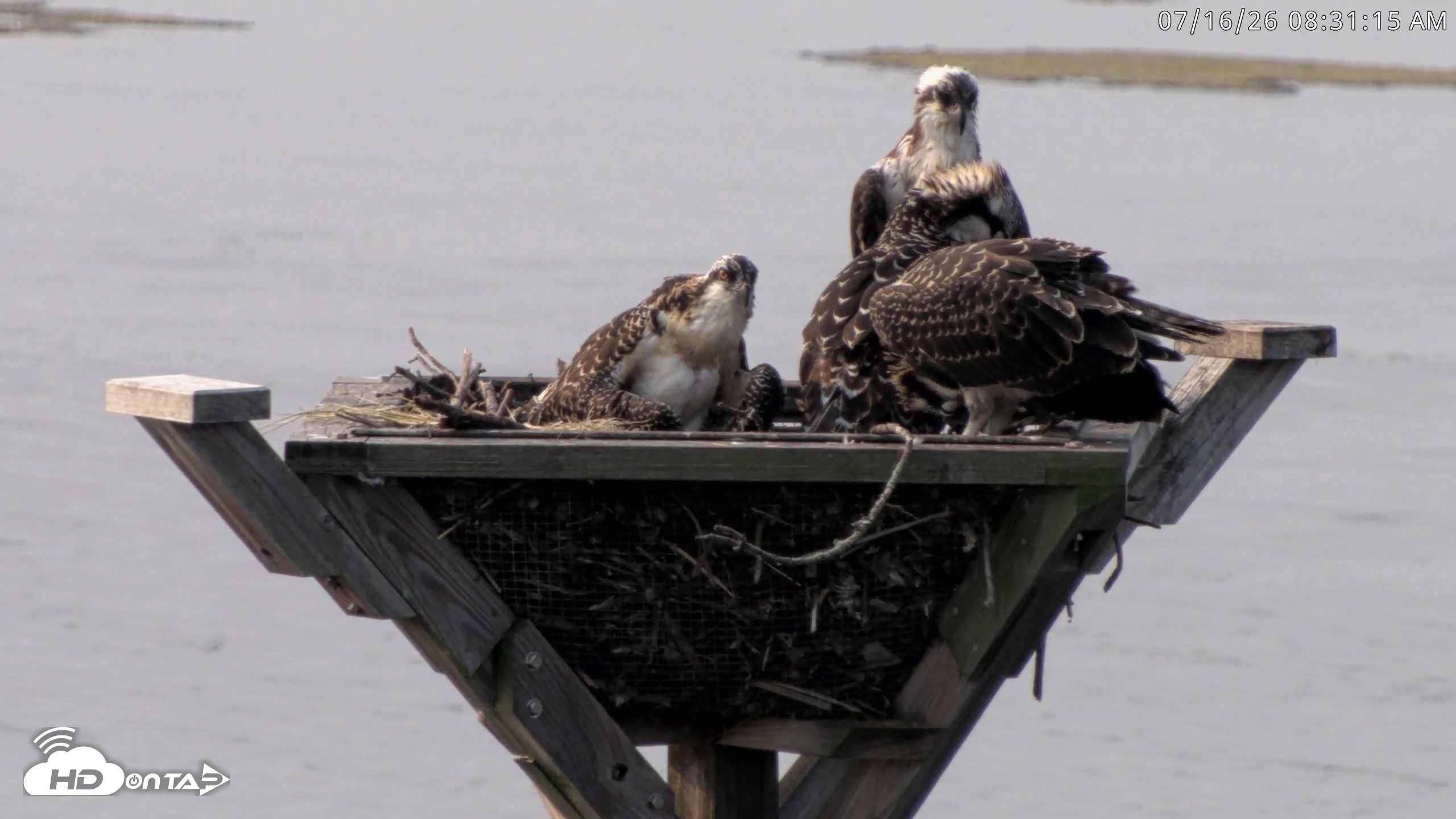 Snapshot of Blackwater Wildlife Refuge Osprey River Platform Live Cam taken Jul 16, 2026, 8:32am EDT