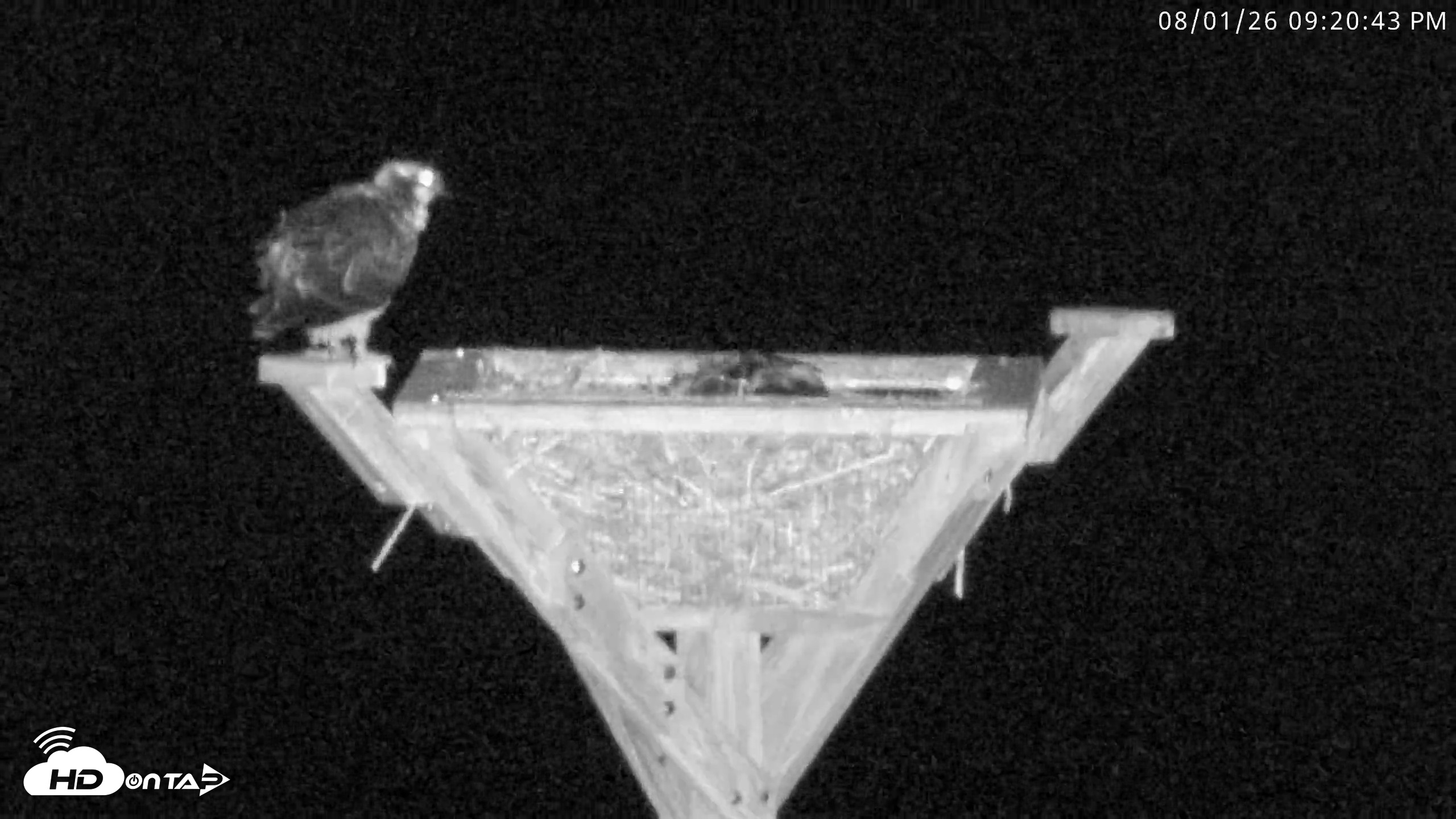 Snapshot of Blackwater Wildlife Refuge Osprey River Platform Live Cam taken Aug 1, 2026, 9:21pm EDT