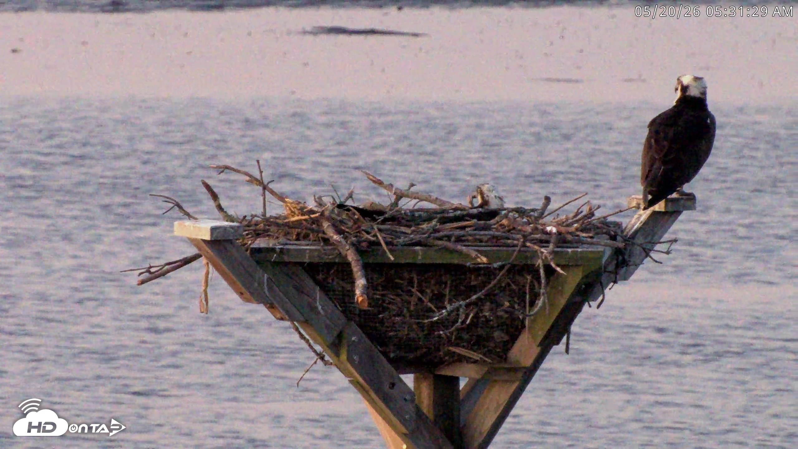 Snapshot of Blackwater Wildlife Refuge Osprey River Platform Live Cam taken May 20, 2026, 5:32am EDT