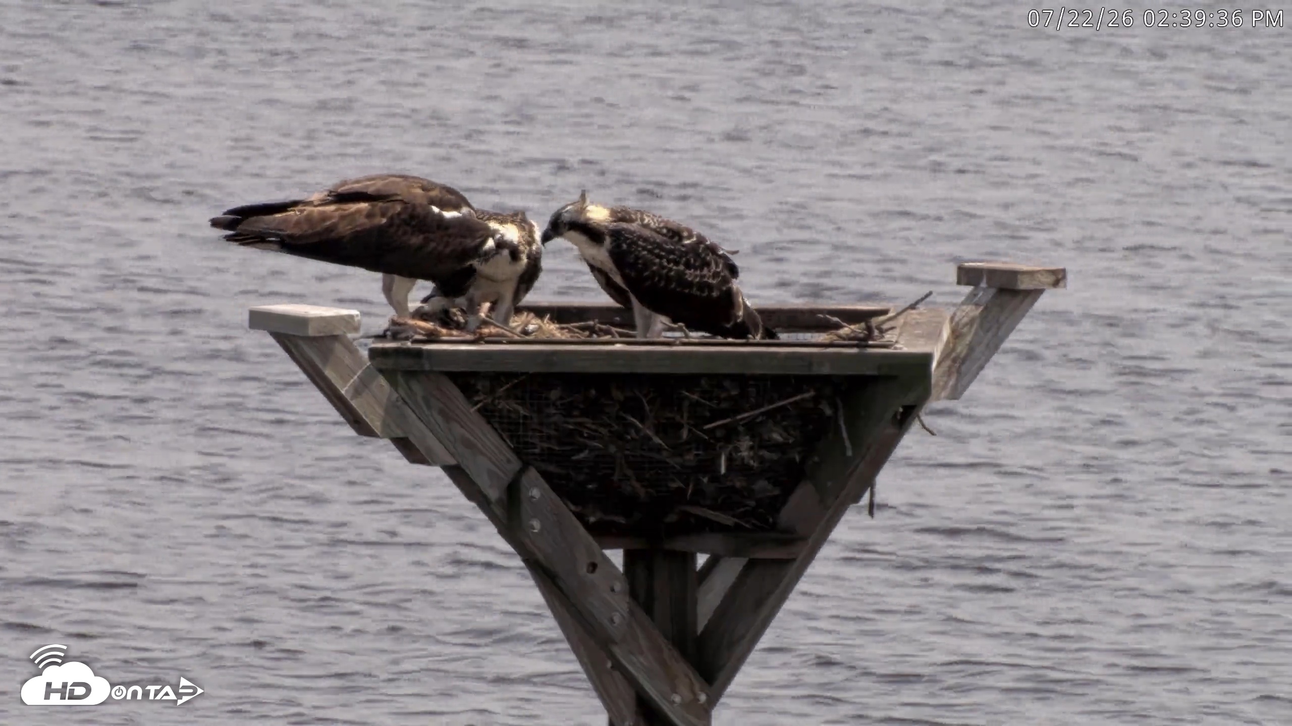 Snapshot of Blackwater Wildlife Refuge Osprey River Platform Live Cam taken Jul 22, 2026, 2:40pm EDT