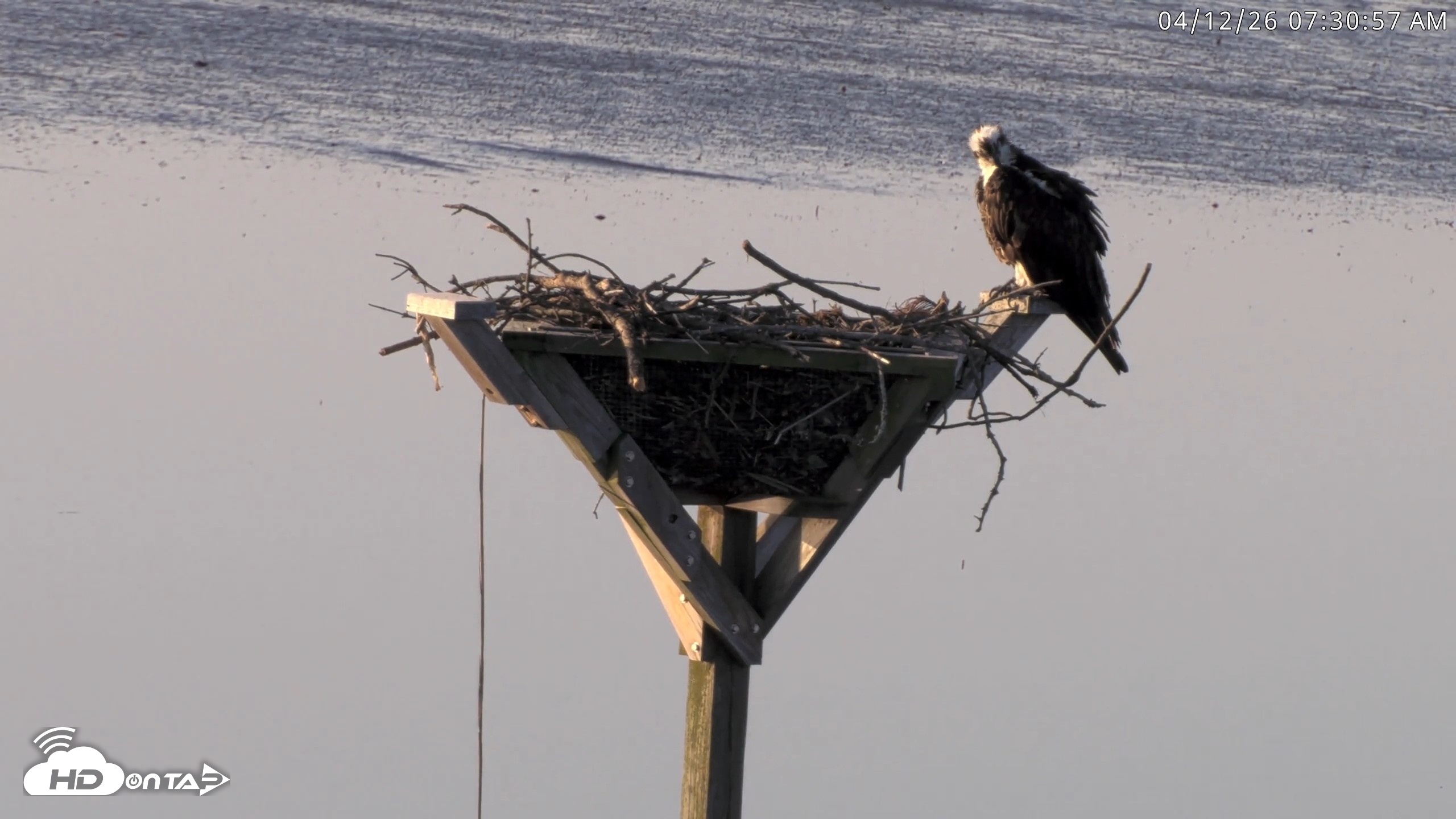 Snapshot of Blackwater Wildlife Refuge Osprey River Platform Live Cam taken Apr 12, 2026, 7:31am EDT