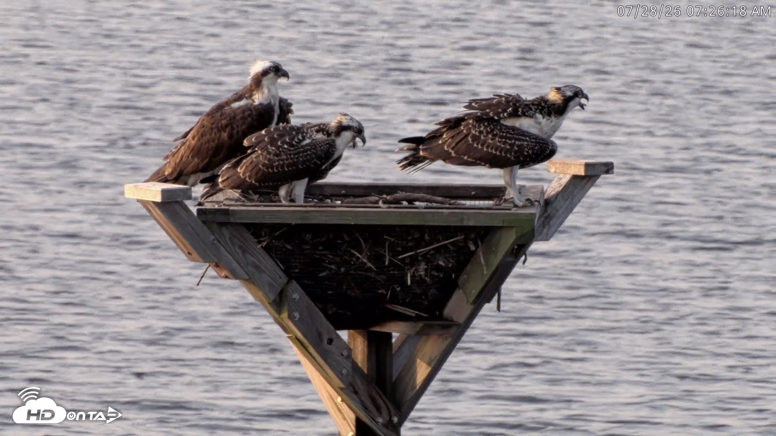 Snapshot of Blackwater Wildlife Refuge Osprey River Platform Live Cam taken Jul 28, 2026, 7:27am EDT