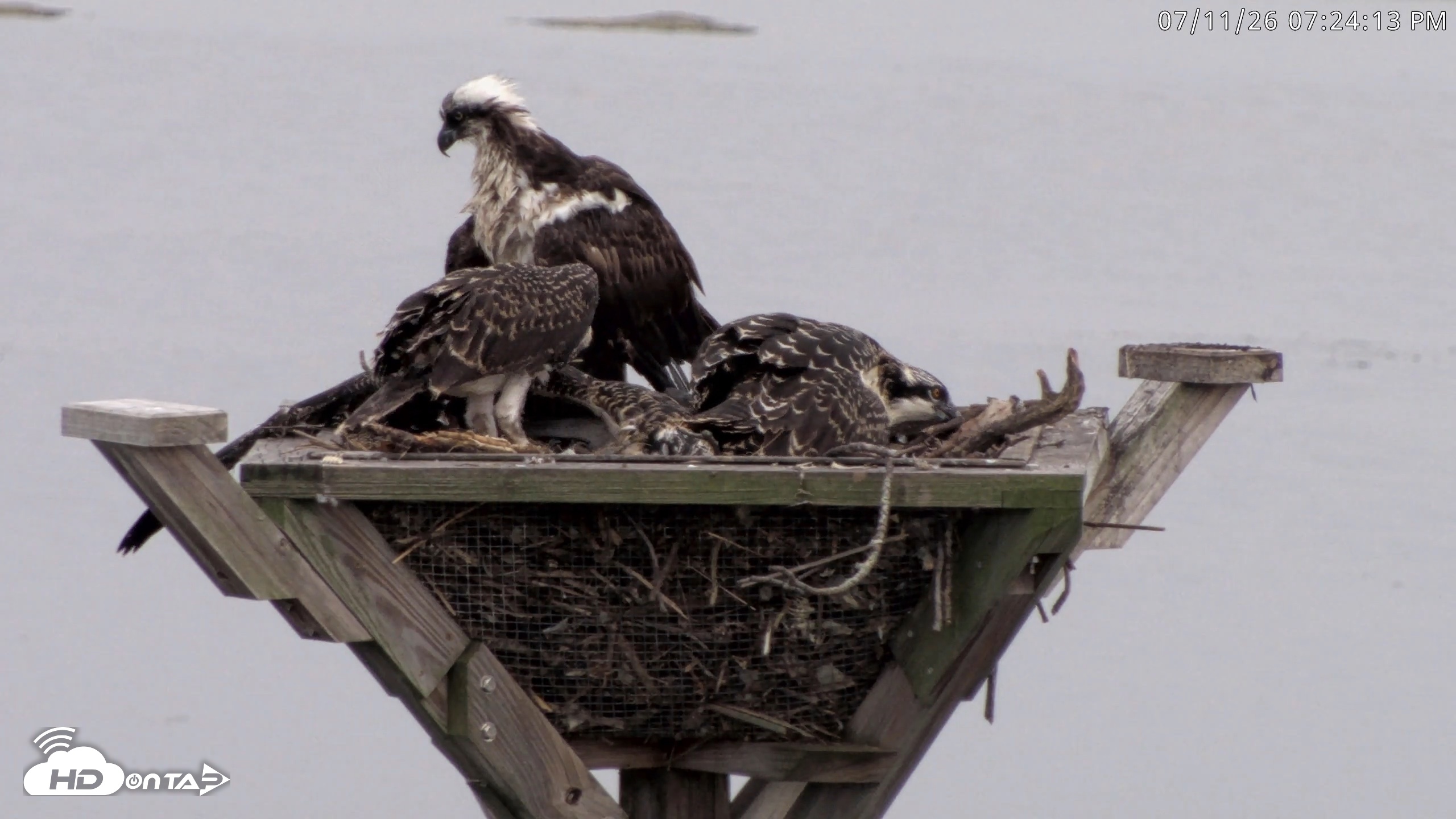 Snapshot of Blackwater Wildlife Refuge Osprey River Platform Live Cam taken Jul 11, 2026, 7:24pm EDT