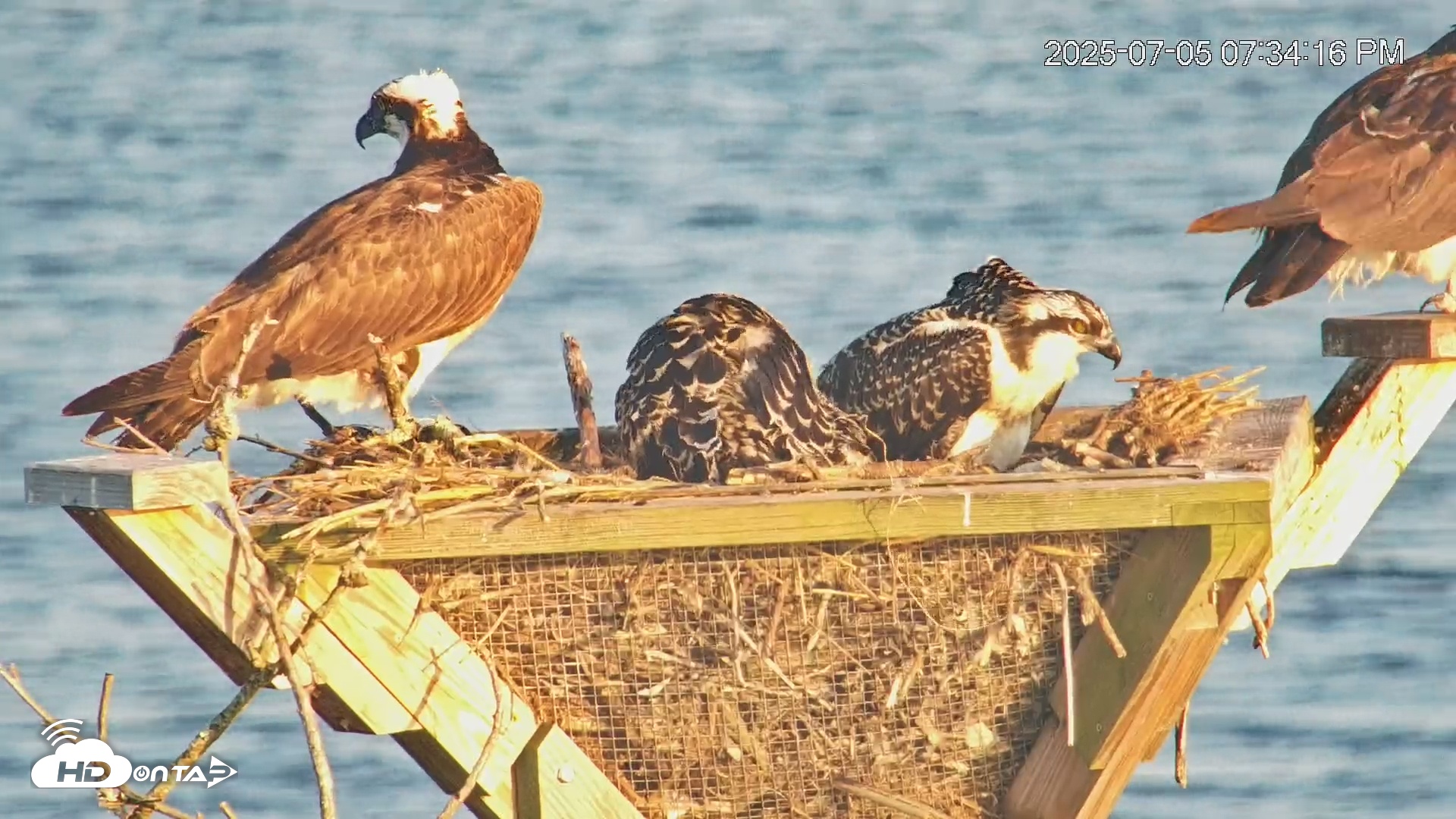 Snapshot of Blackwater Wildlife Refuge Osprey River Platform Live Cam taken Jul 5, 2025, 7:35pm EDT
