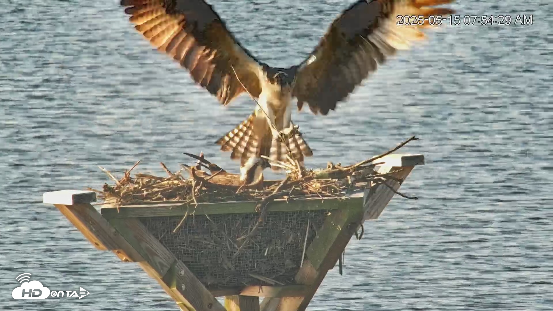 Snapshot of Blackwater Wildlife Refuge Osprey River Platform Live Cam taken May 15, 2025, 7:55am EDT