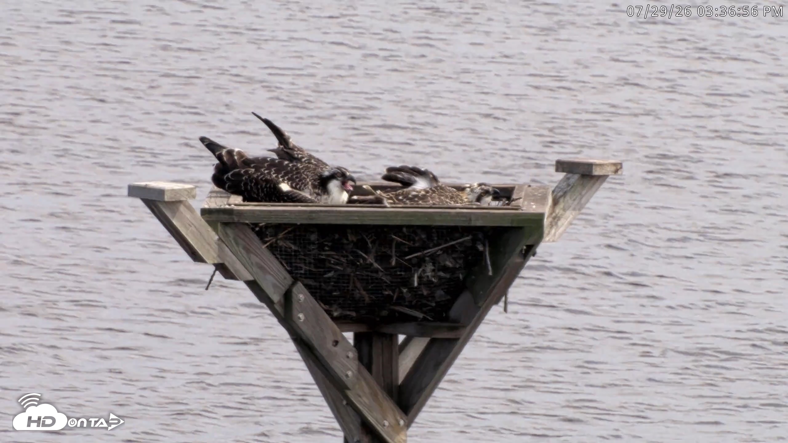 Snapshot of Blackwater Wildlife Refuge Osprey River Platform Live Cam taken Jul 29, 2026, 3:37pm EDT