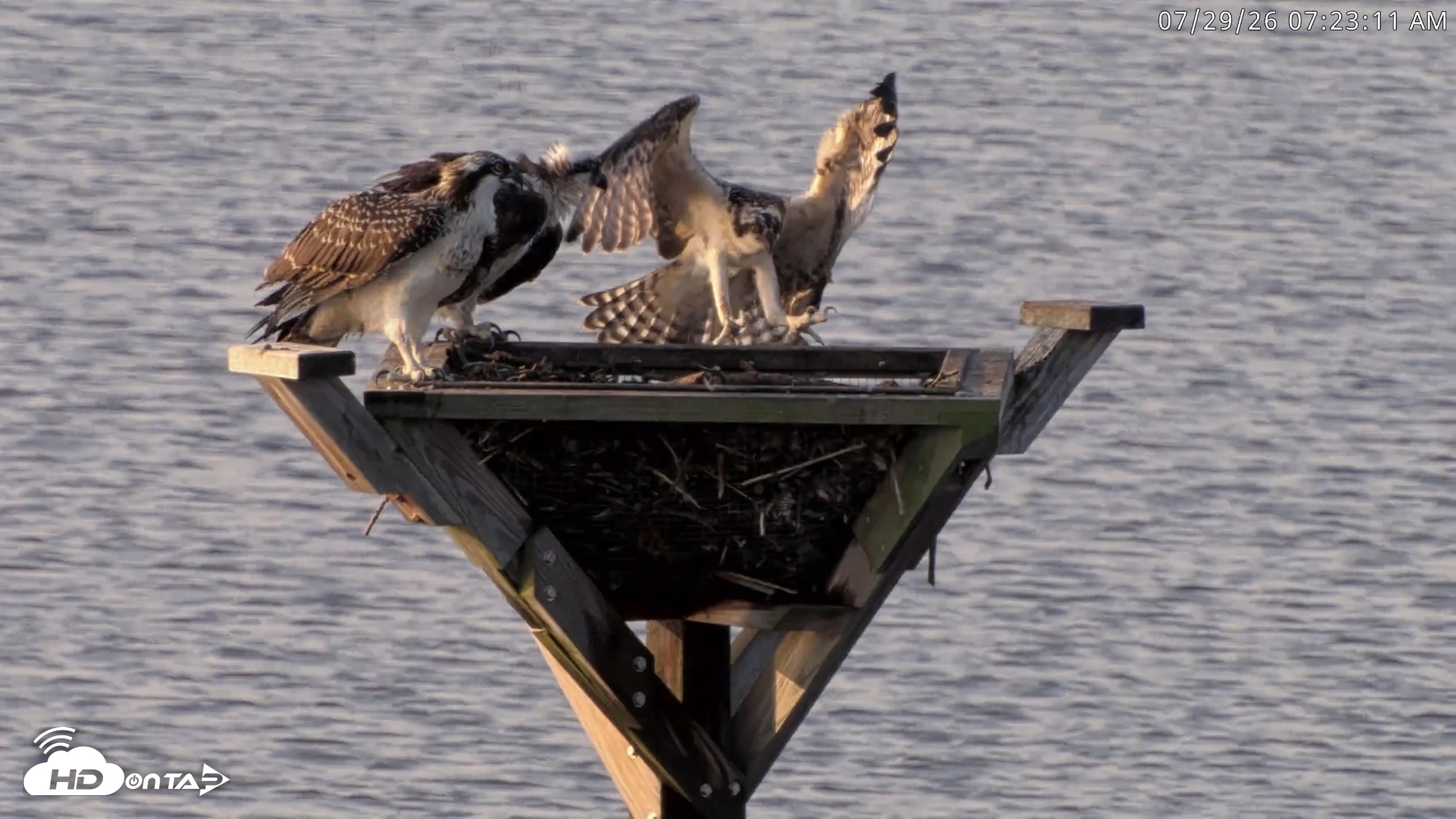Snapshot of Blackwater Wildlife Refuge Osprey River Platform Live Cam taken Jul 29, 2026, 7:23am EDT